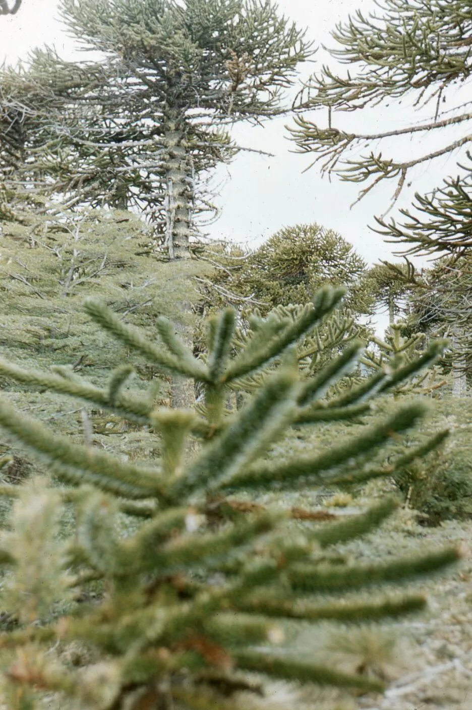 Hojas de Araucaria en 1958