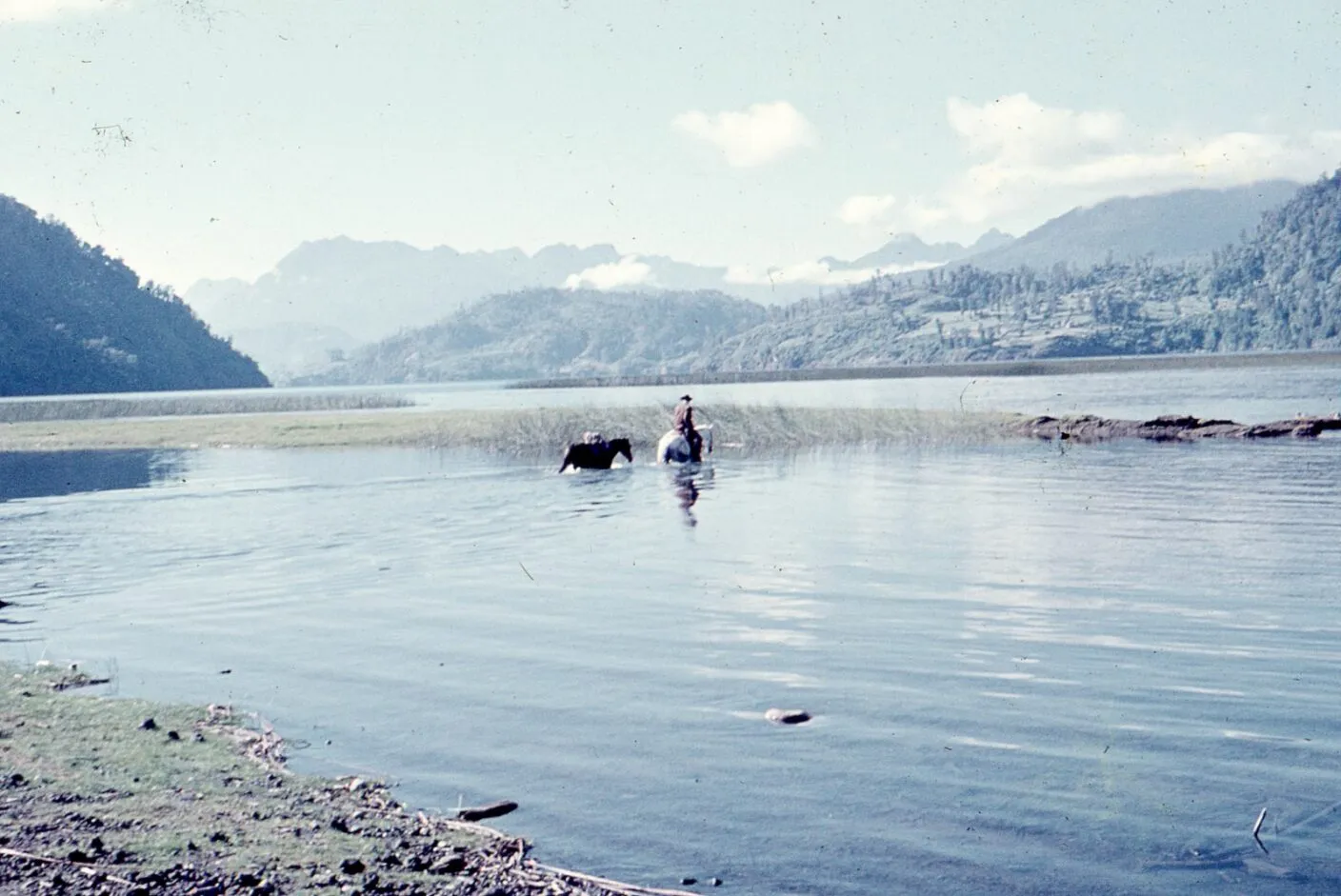Caballos del Lago Maihue en 1960