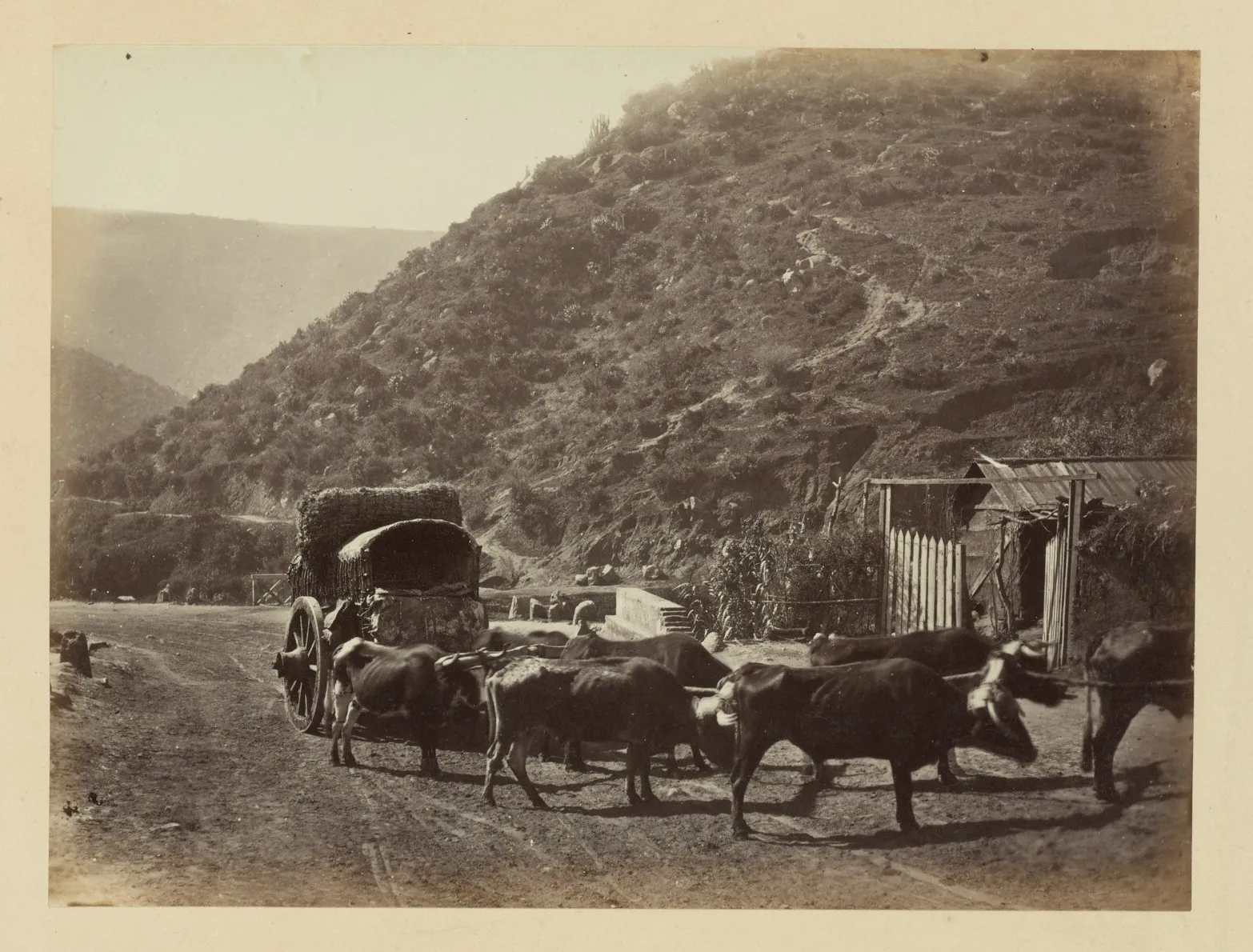 Carretas chilenas y bueyes, 1868