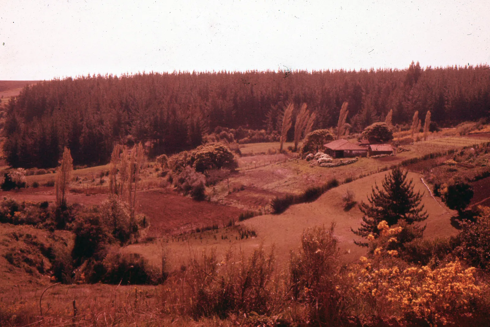 Paisaje Rural y Bosque, ca. 1965.