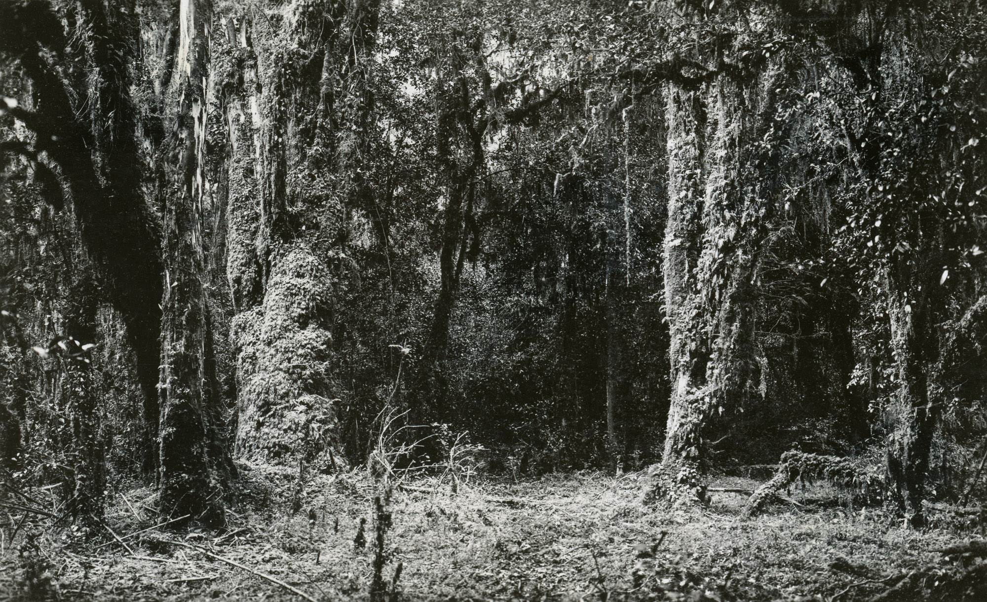 Bosques de la Región de los Lagos, ca. 1928