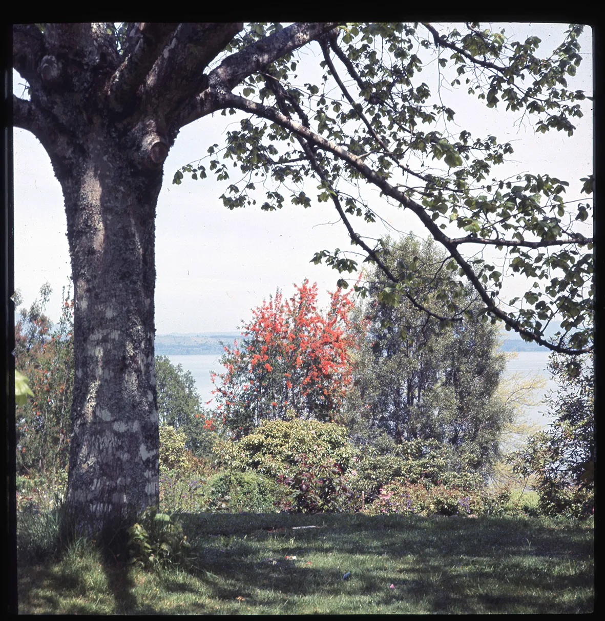 Robles y narcisos II, Flor del Lago, Villarrica, Región de la Araucanía, Chile, 1950 - 1965