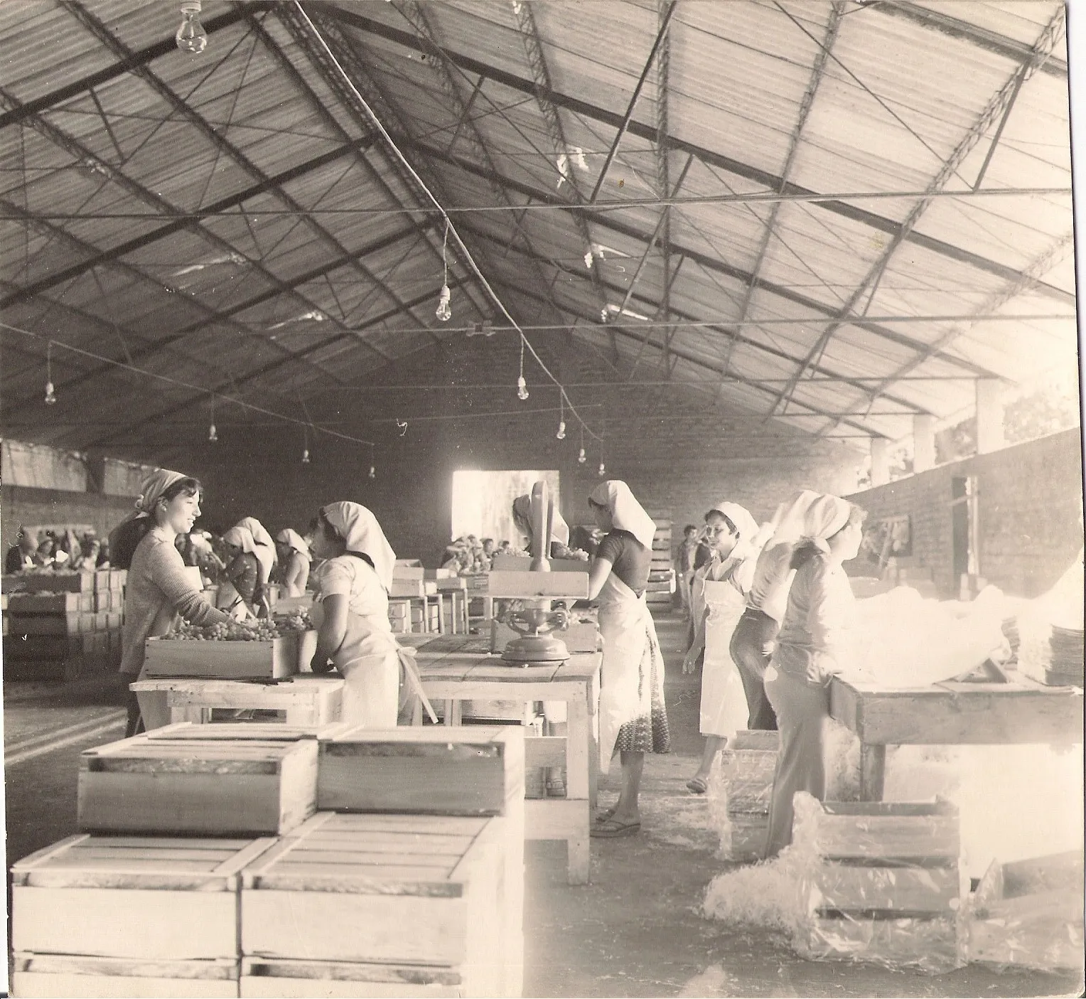 Packing de uva COFRUNA, Nancagua, 1980