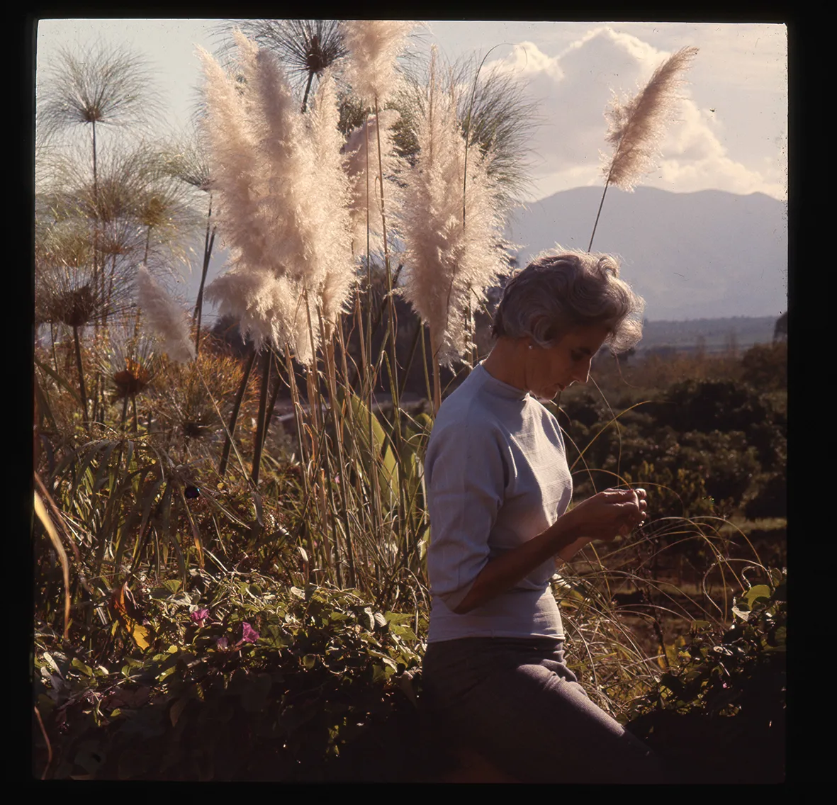 Mujer, matorral y montañas, La Cruz, Región de Valparaíso, Chile, 1950 - 1965