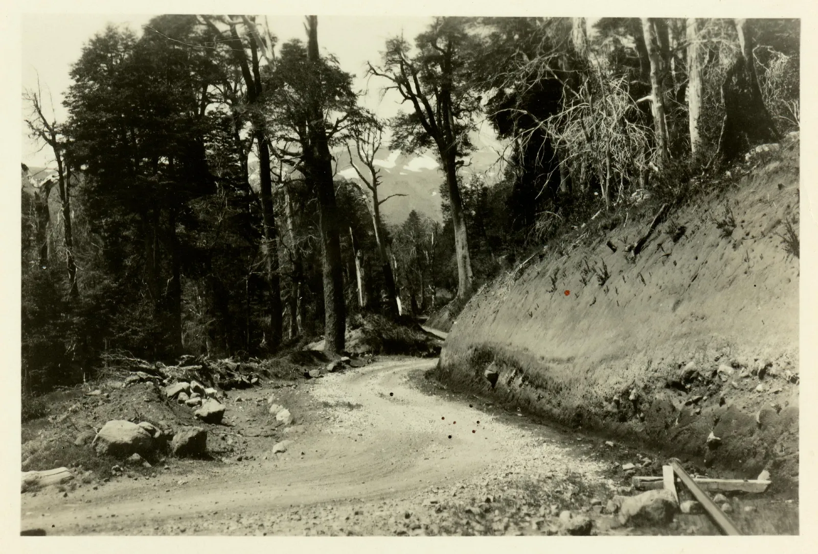 Camino Forestal, Chillán, 1929