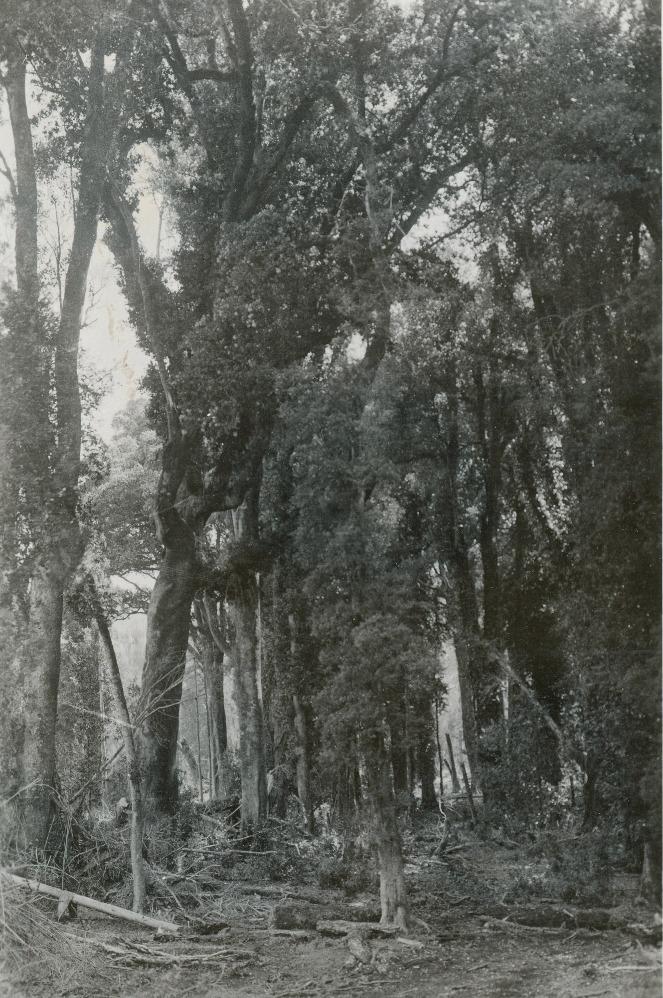 Bosque de la Región de los Lagos, ca. 1928