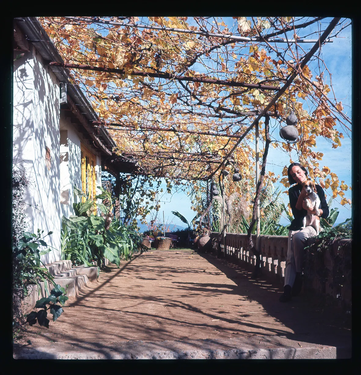 Patio con pérgola de parras, Chile, 1950 - 1965
