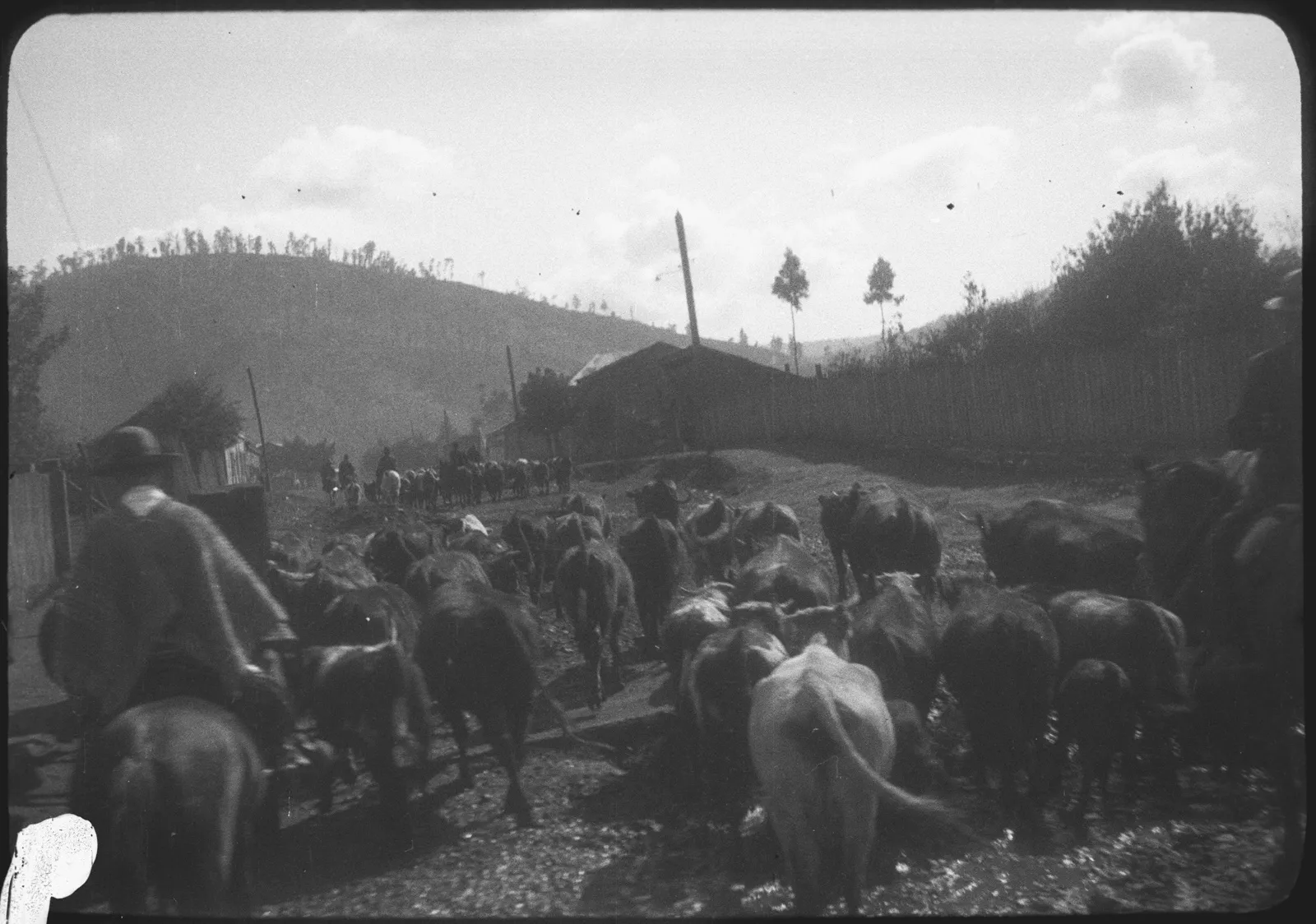 Rebaño de ganado por una calle, Araucanía, 1928
