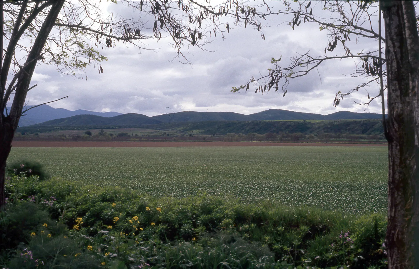 Campos de Trigo, Fundo San Diego de Puangue, Melipilla, 1983