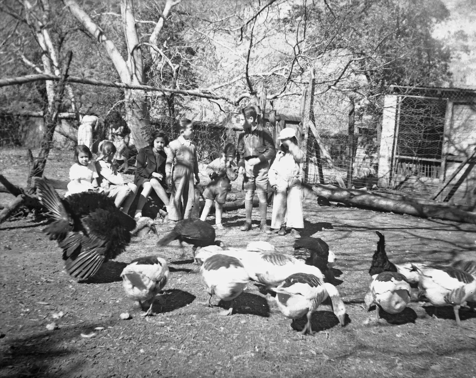 Corral de aves en un campo, 1920