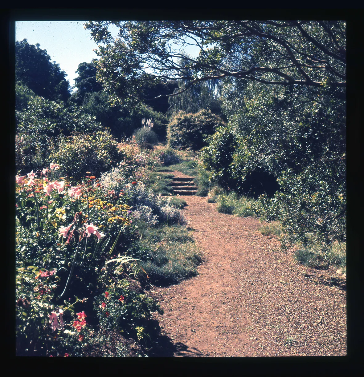 Jardín florido con sendero, Flor del Lago, Villarrica, Región de La Araucanía, Chile, 1950 - 1965