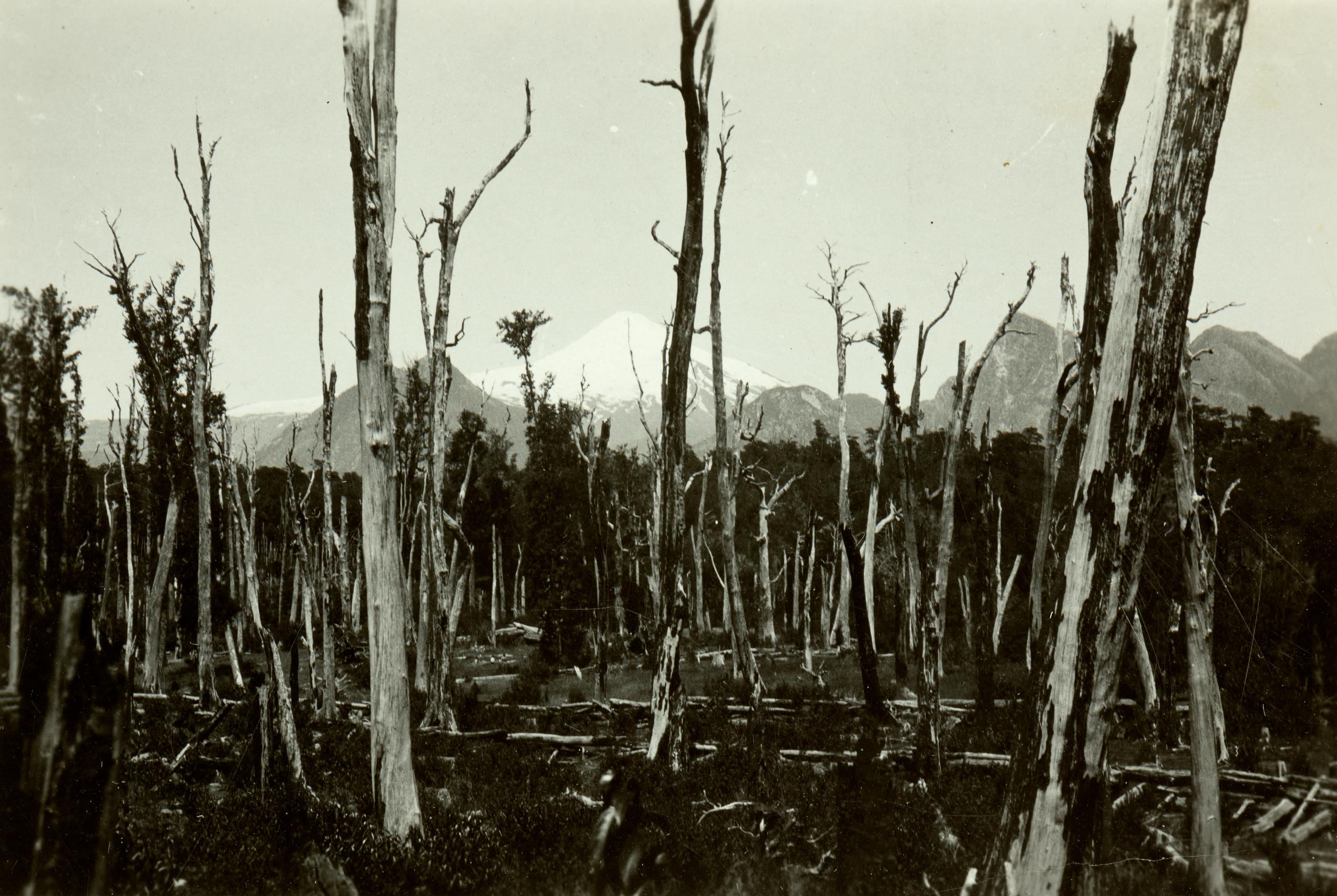 Bosque y Volcán Lanín, 1929