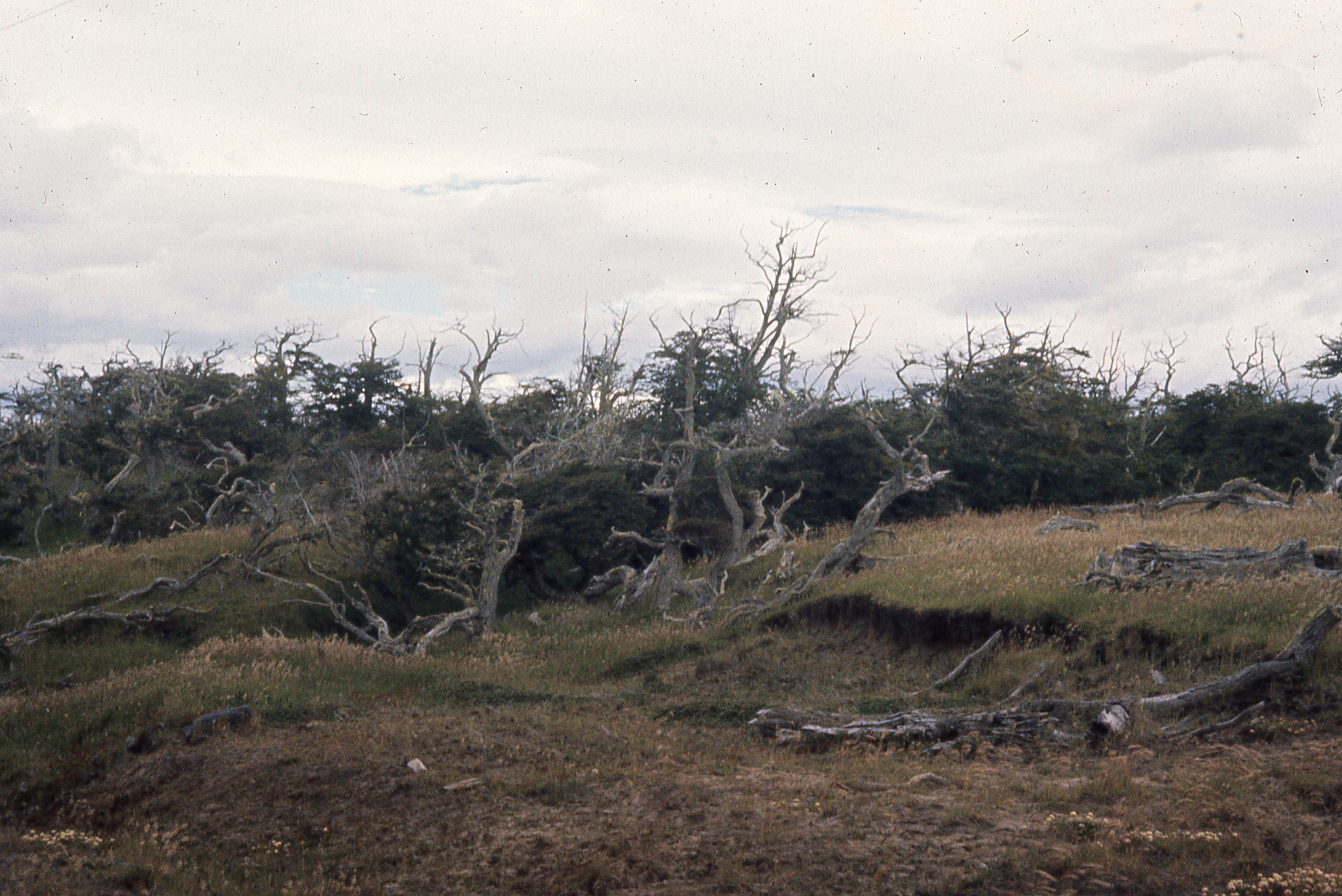 Flora Nativa en la Selva Patagonia, 1962
