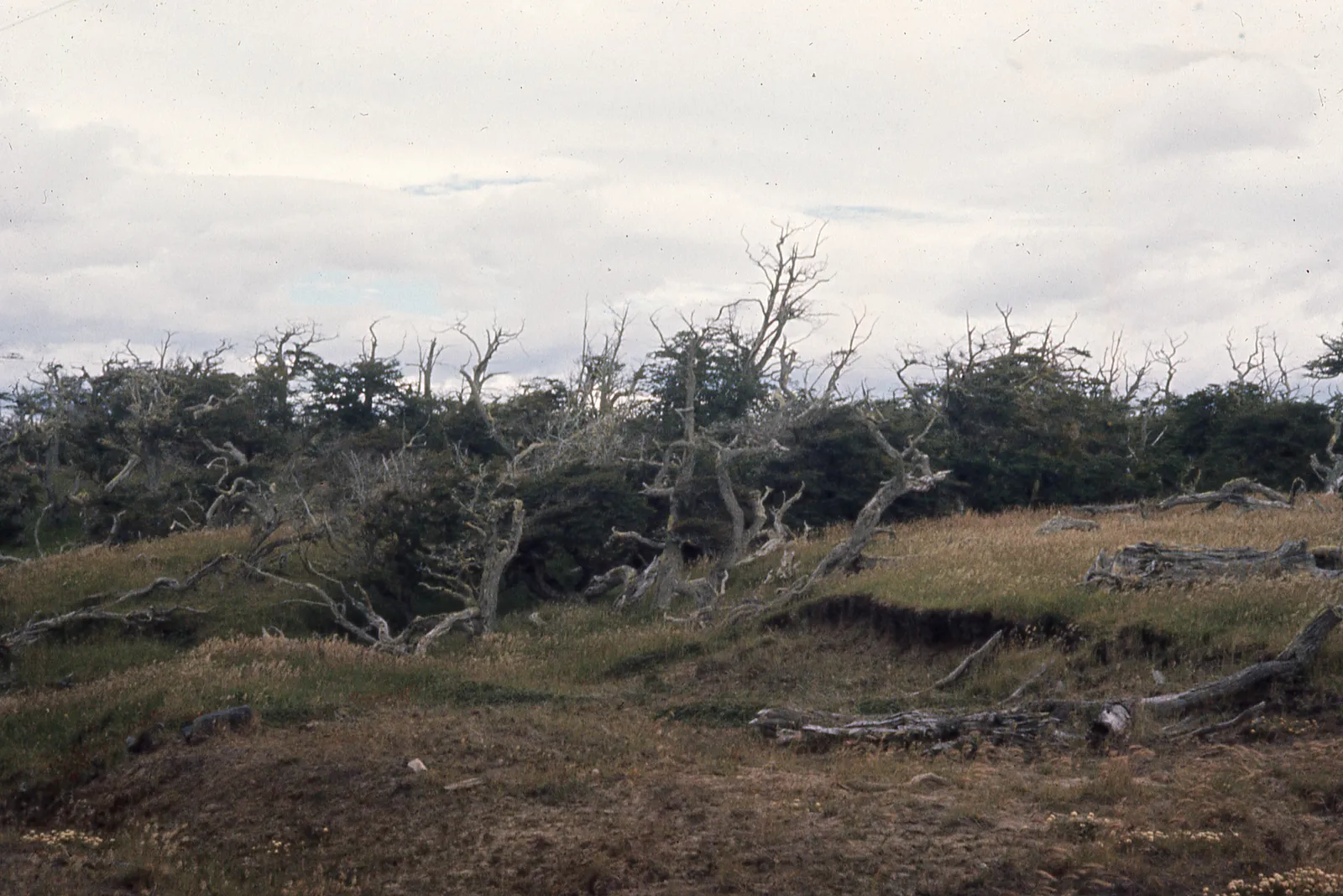 Flora Nativa en la Selva Patagonia, 1962