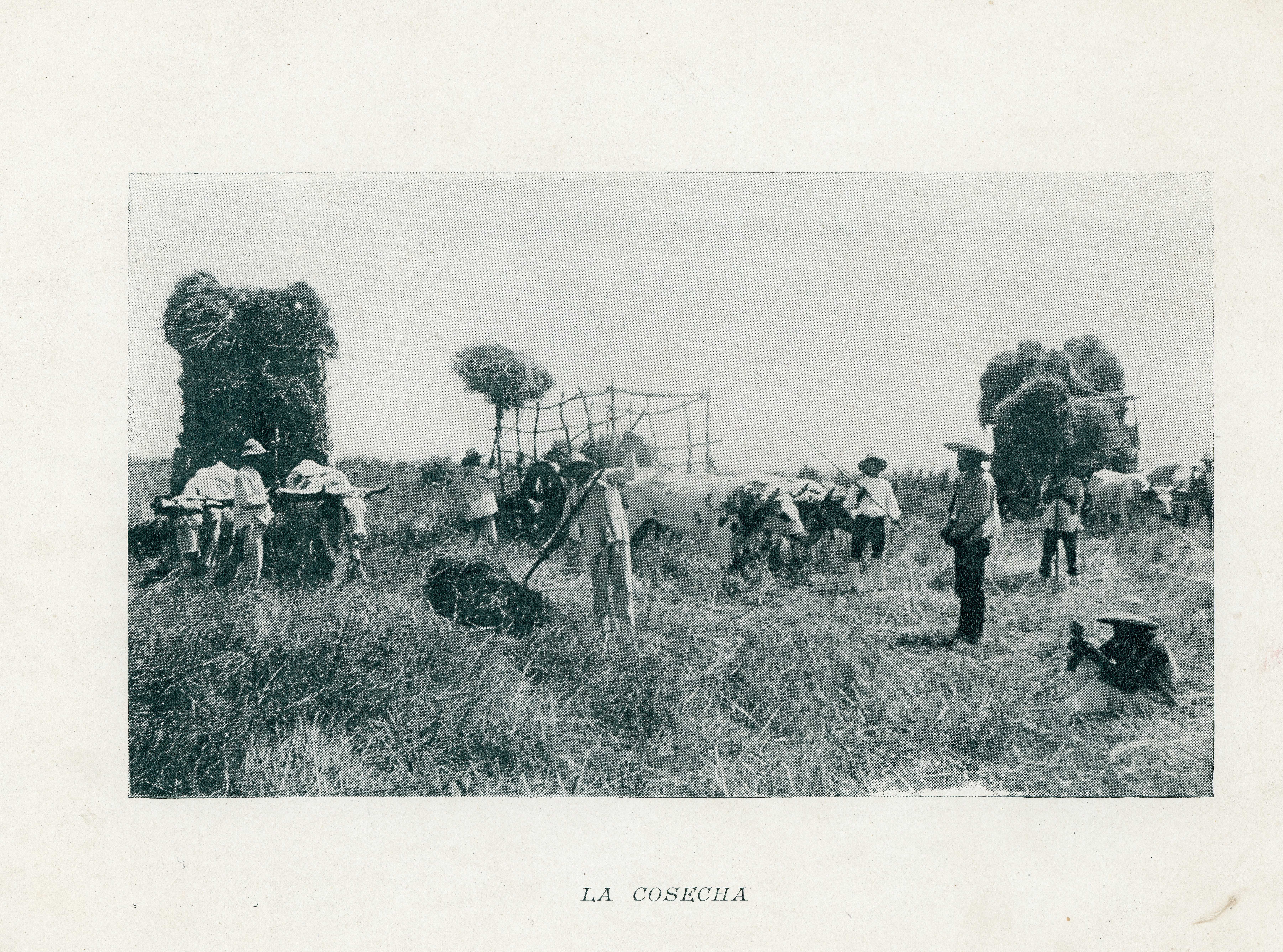 Cosecha en el campo, 1890