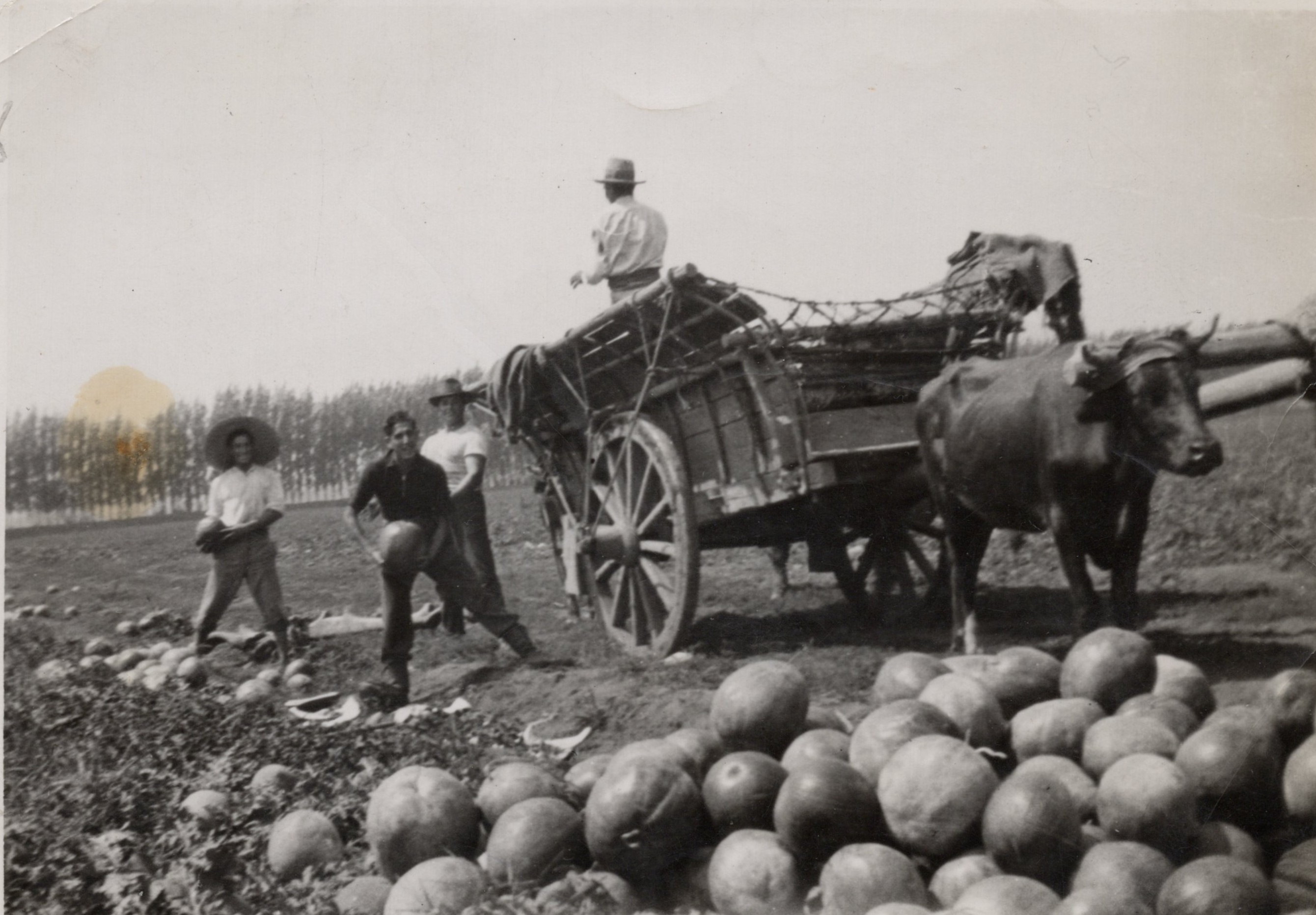 Campesinos recolectando sandías, Las Condes, 1939
