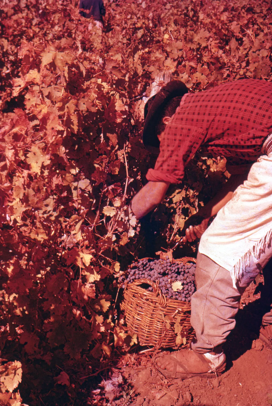 Vendimia, 1966