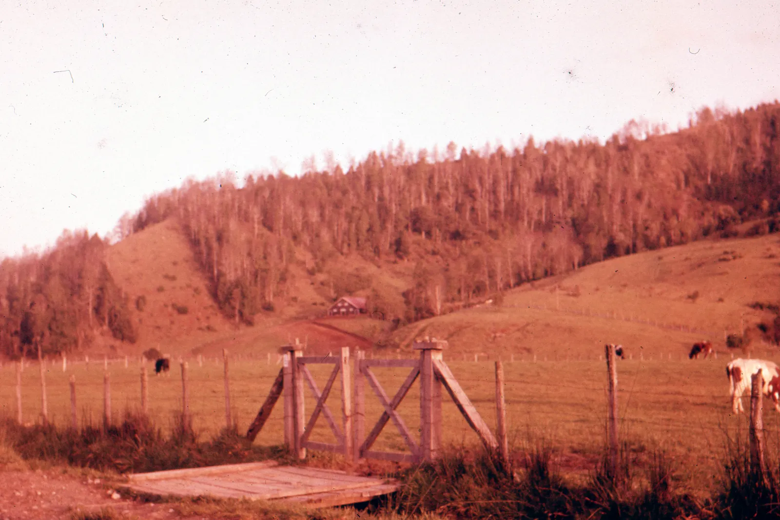 Paisaje en zona rural, 1965