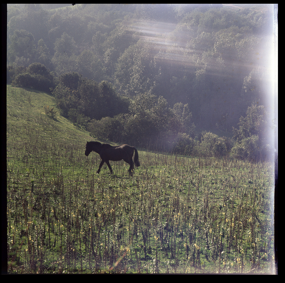Caballo en prado, Chile, 1950 - 1965