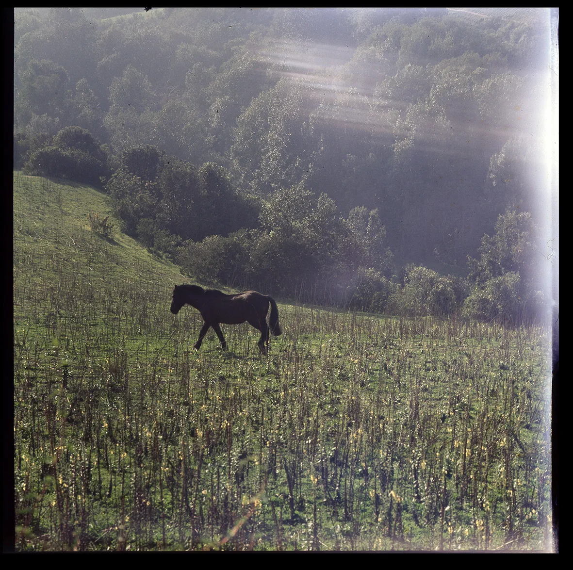 Caballo en prado, Chile, 1950 - 1965