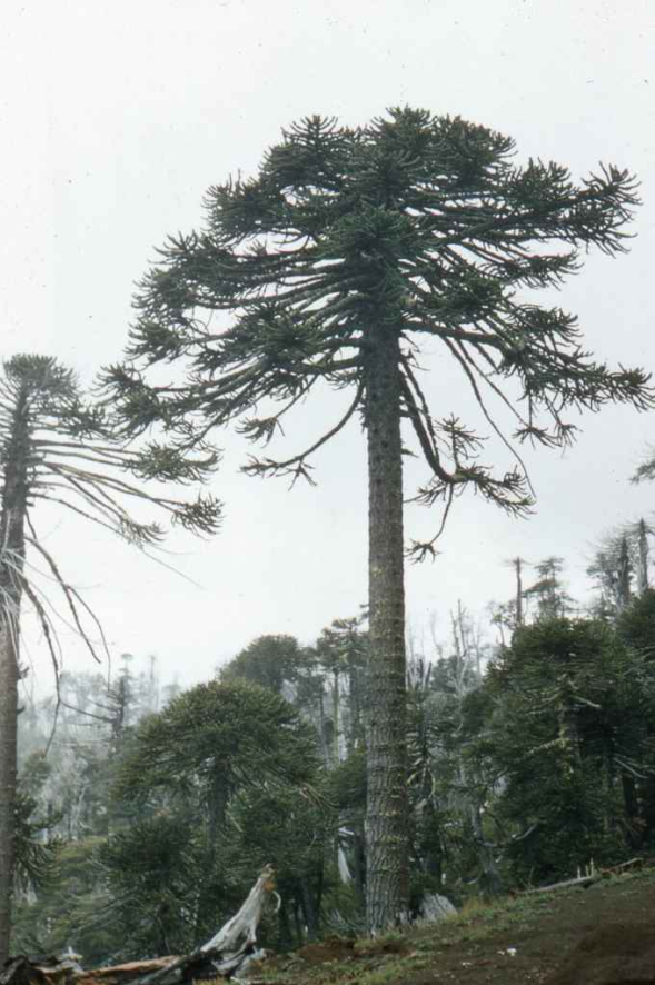 Araucaria en Llaima en 1958