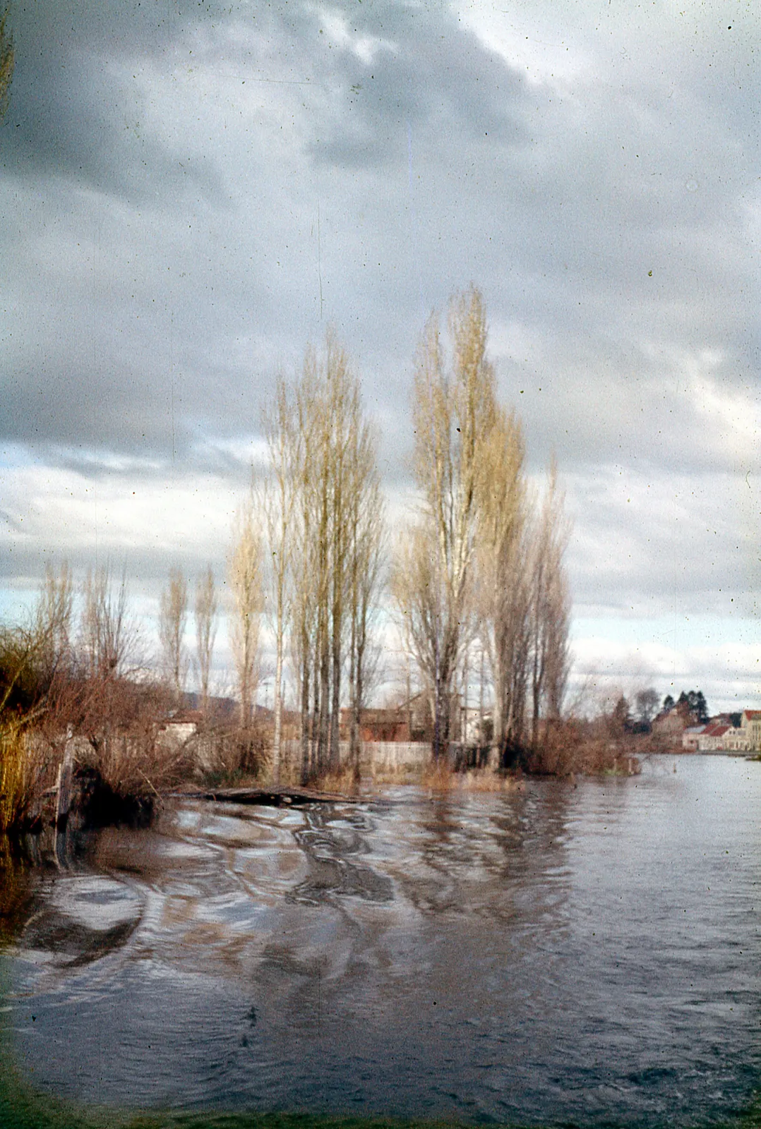 Árboles en Valdivia, 1960
