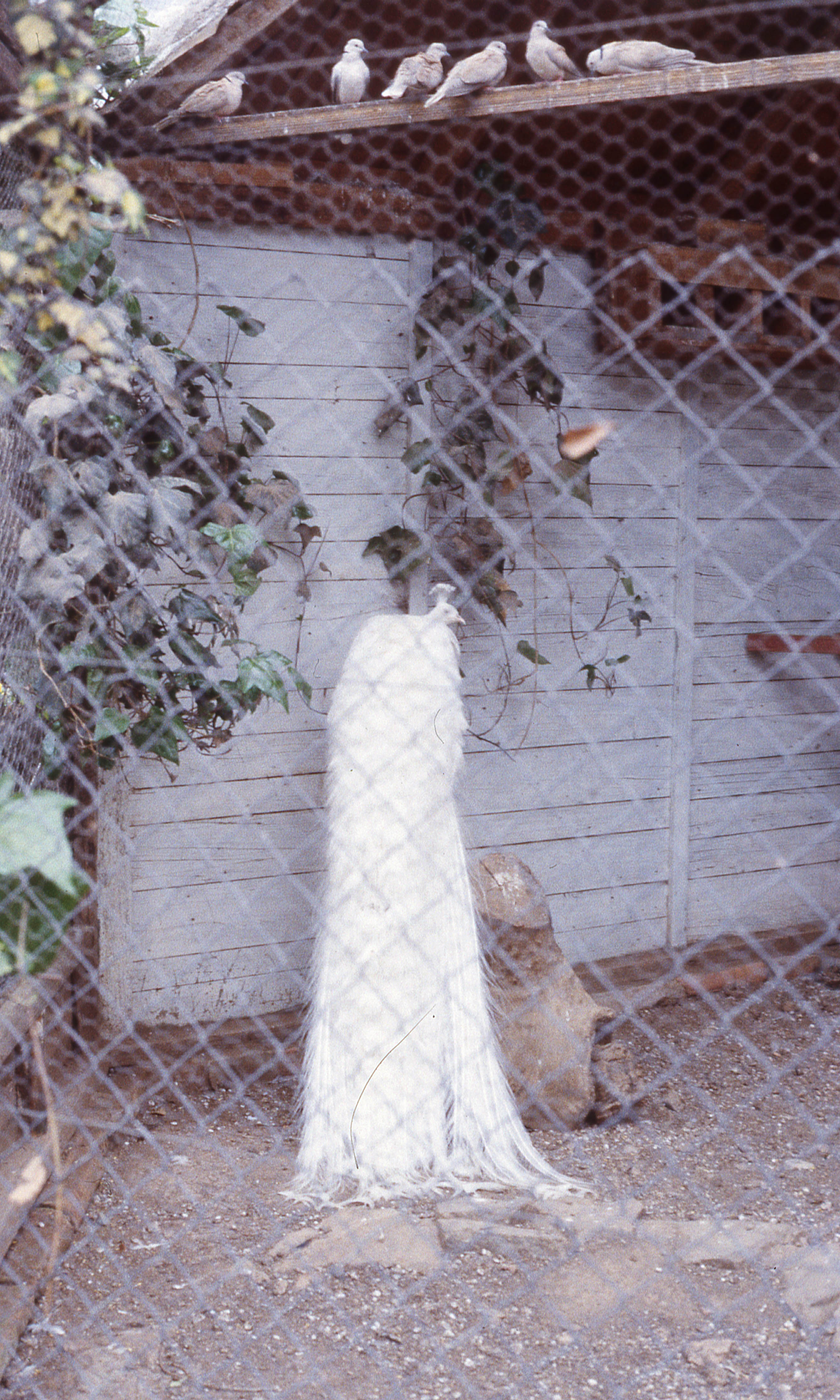 Pavo Real en Parque Hacienda Graneros, 1983