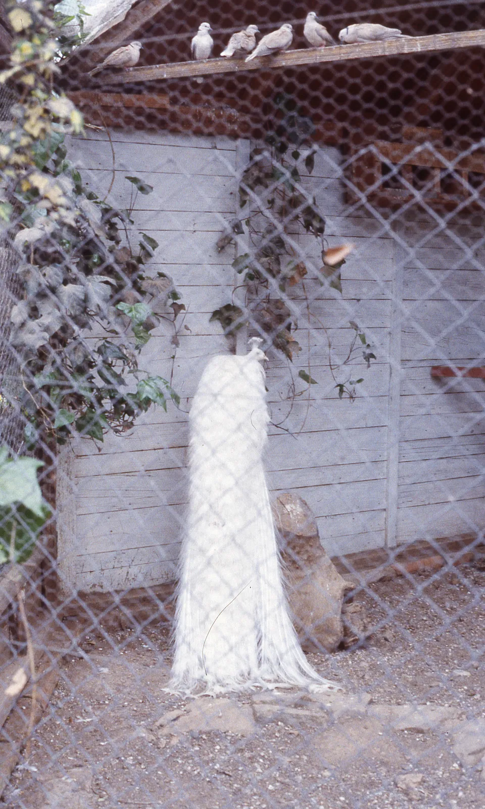 Pavo Real en Parque Hacienda Graneros, 1983