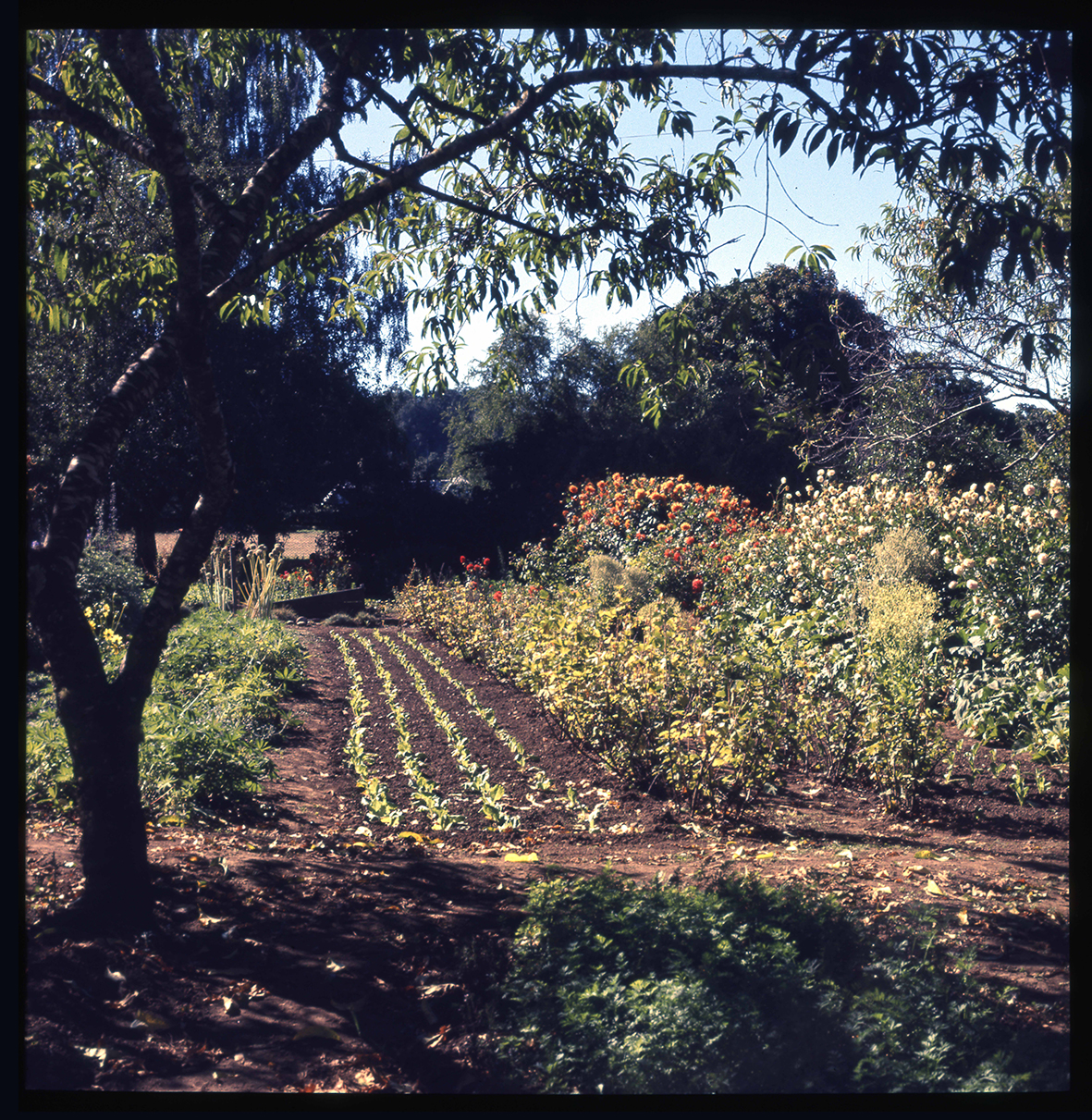 Jardín florido con huerto II, Villarrica , Región de la Araucanía, Chile, 1950 - 1965