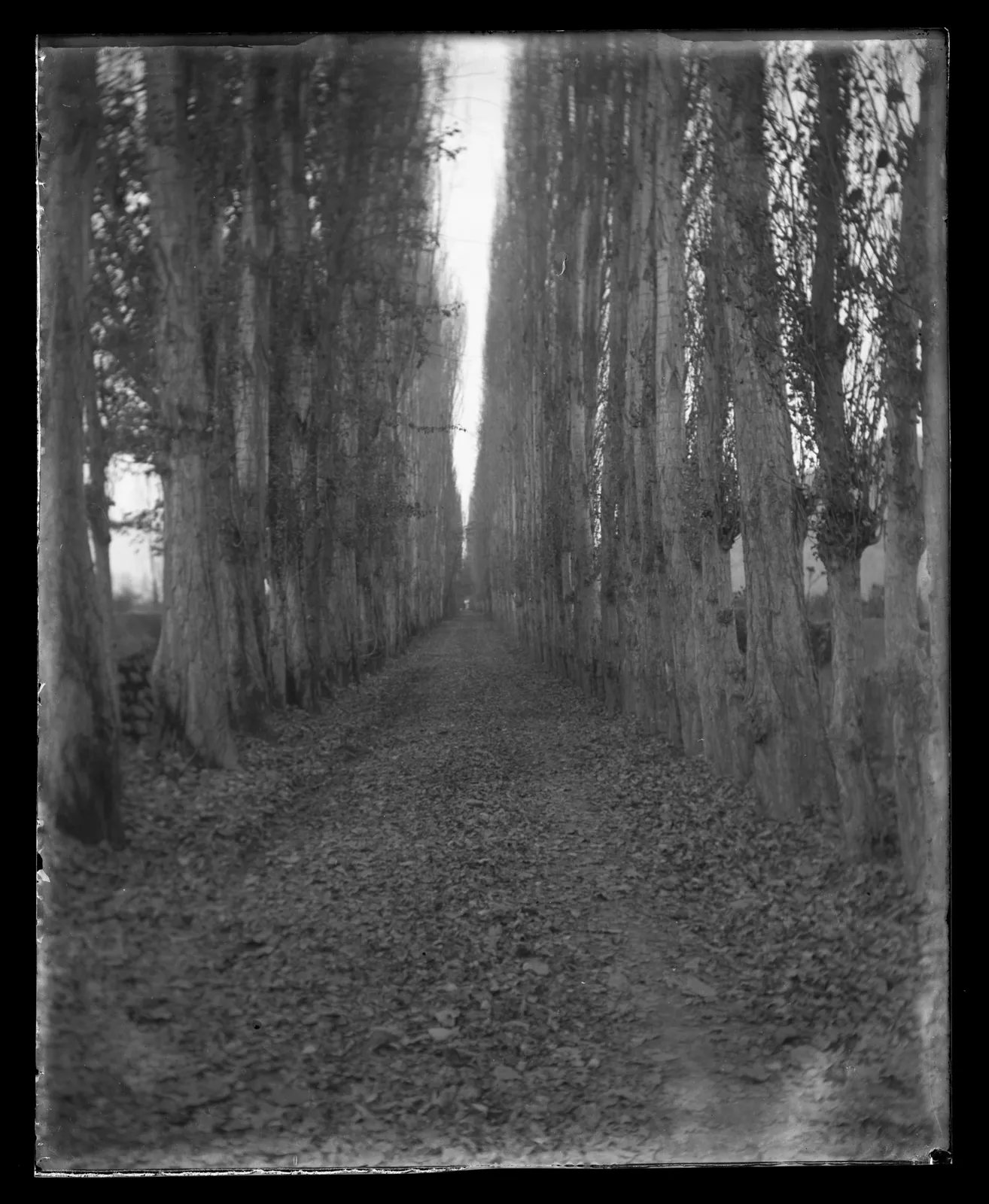 Camino con álamos, cercanías de Santiago, ca. 1903
