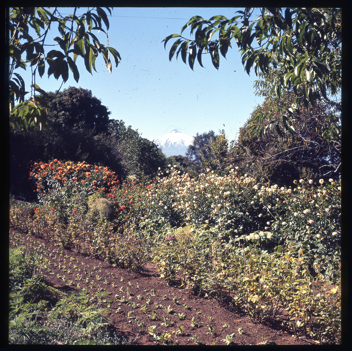 Jardín florido con huerto, Villarrica, Región de la Araucanía, Chile, 1950 - 1965