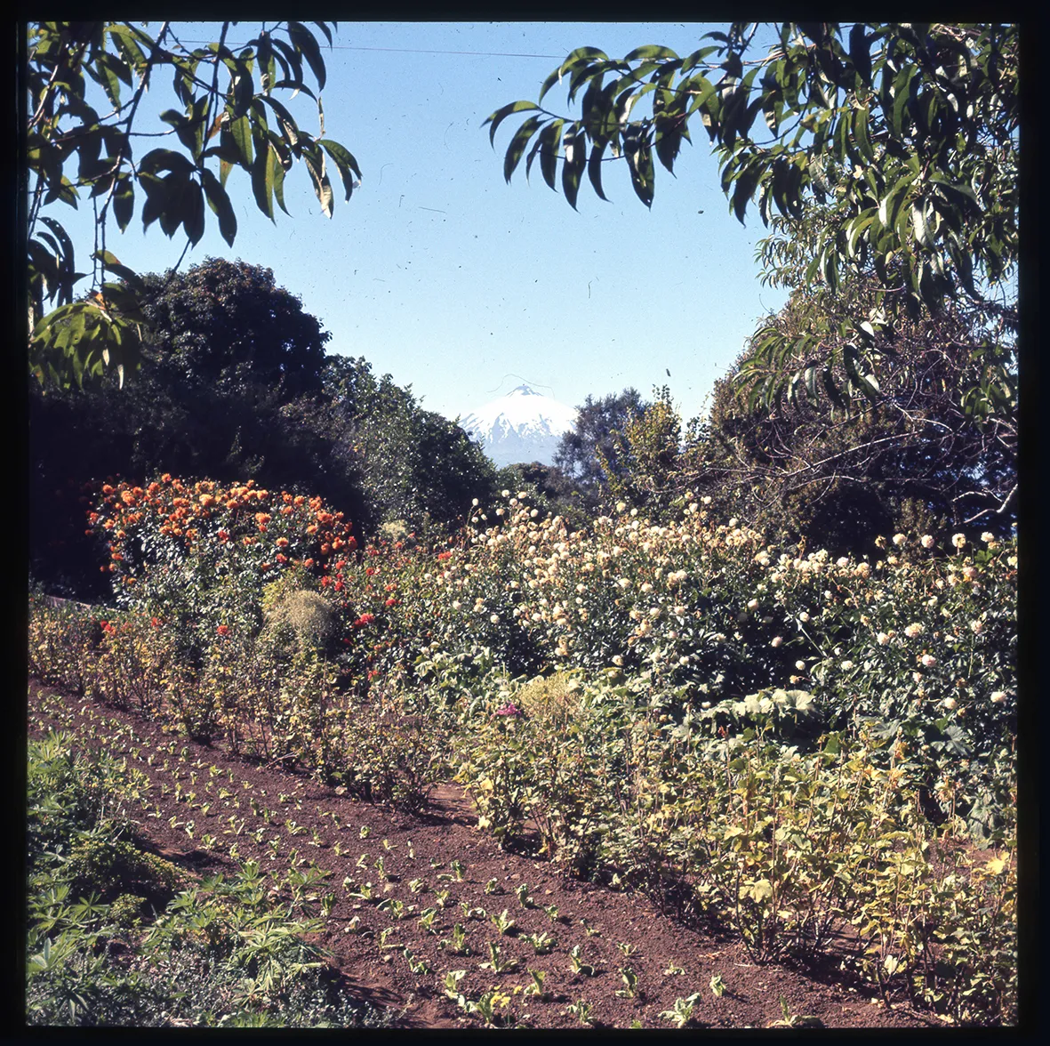 Jardín florido con huerto, Villarrica, Región de la Araucanía, Chile, 1950 - 1965