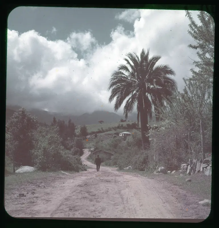 Camino rural con palma chilena, Olmué, Región de Valparaíso, Chile, 1950 - 1965