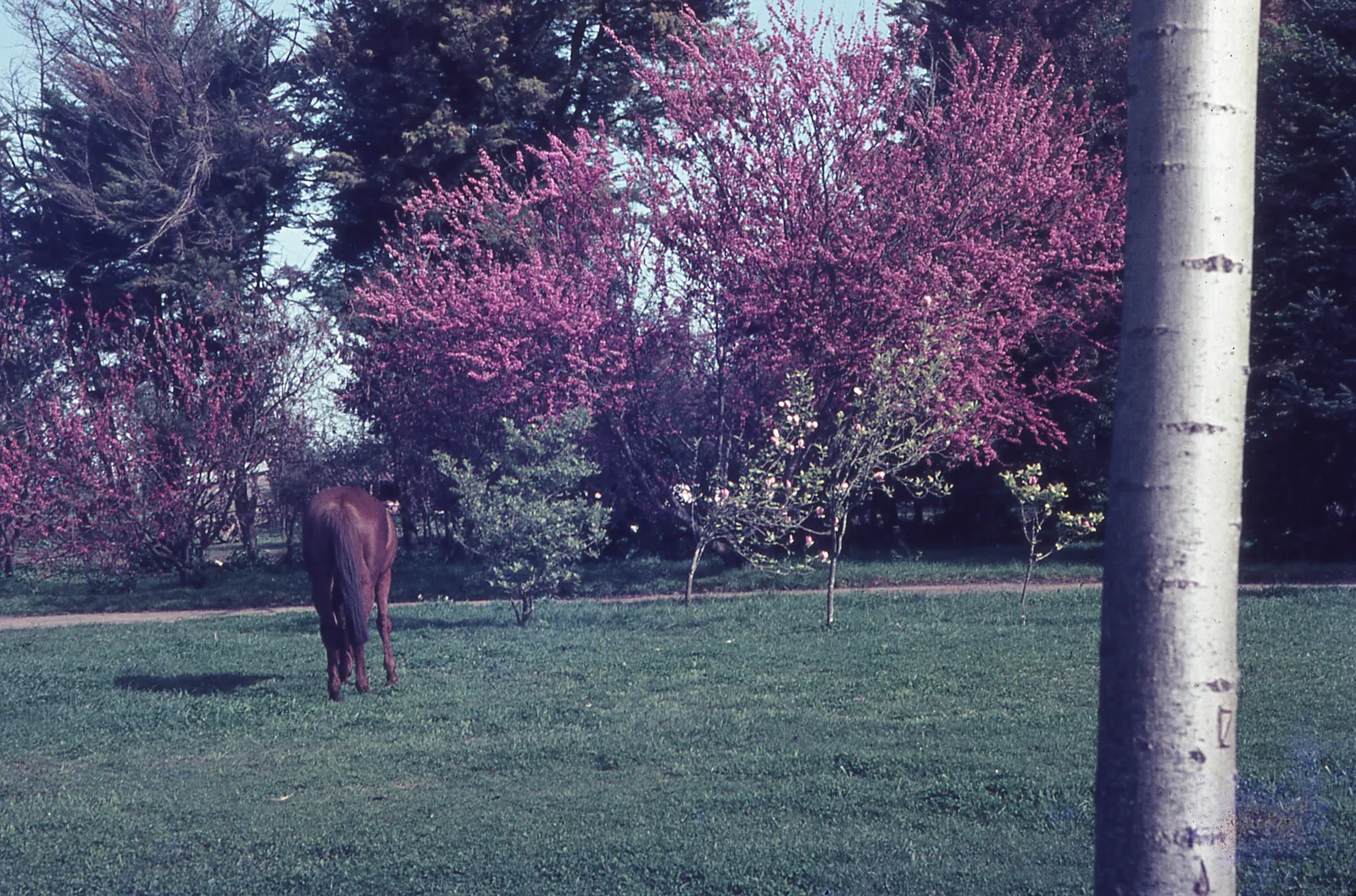 Jardín en 1965