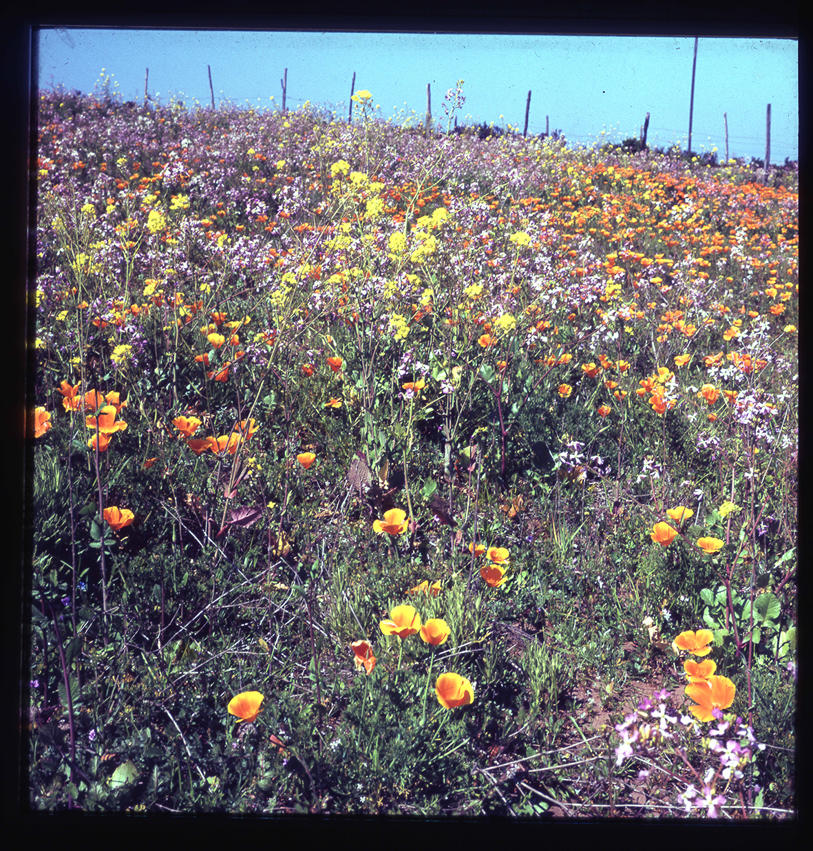 Dedales de oro, Región de Atacama, Chile, 1950 - 1965