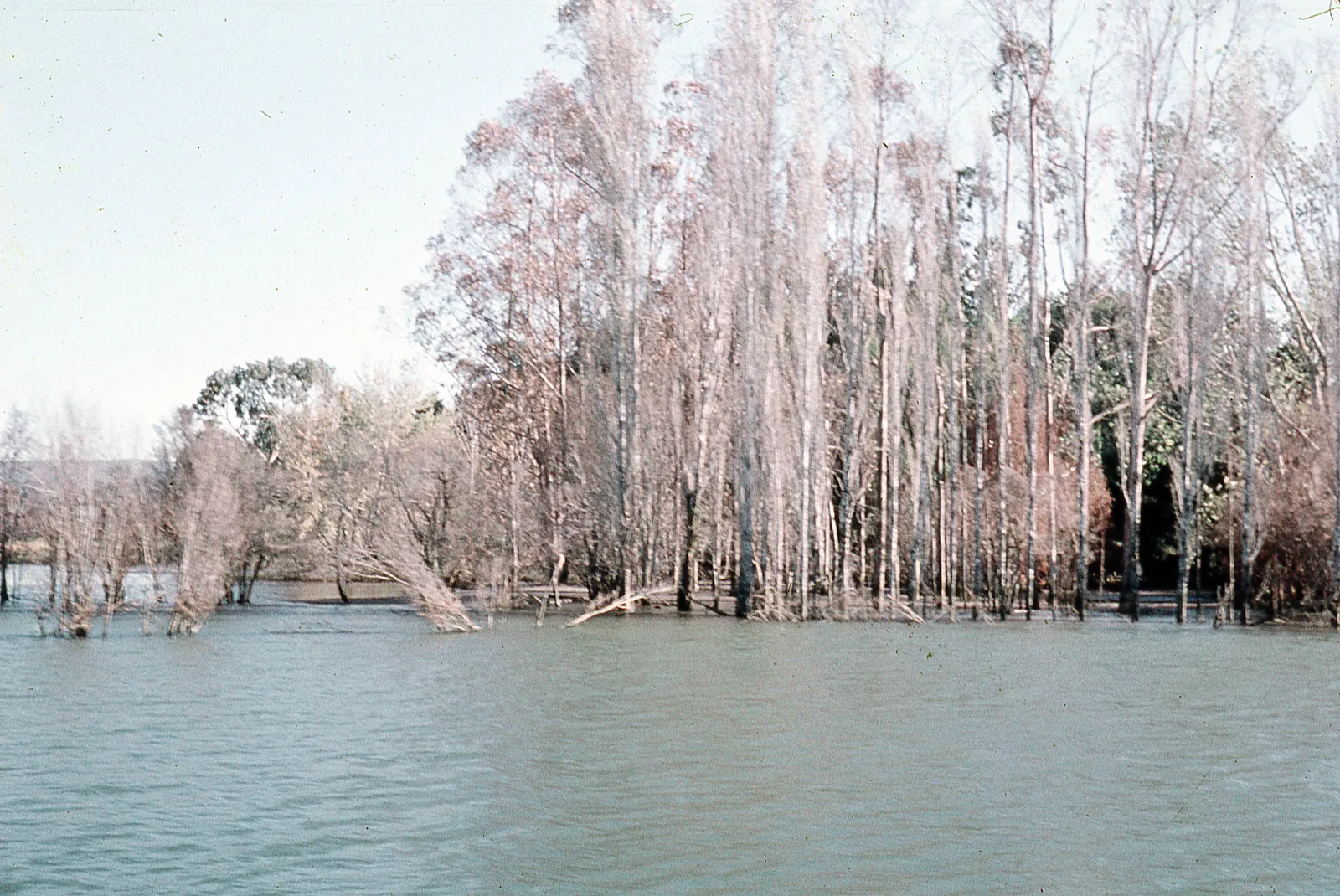 Inundación del río San Pedro, 1960