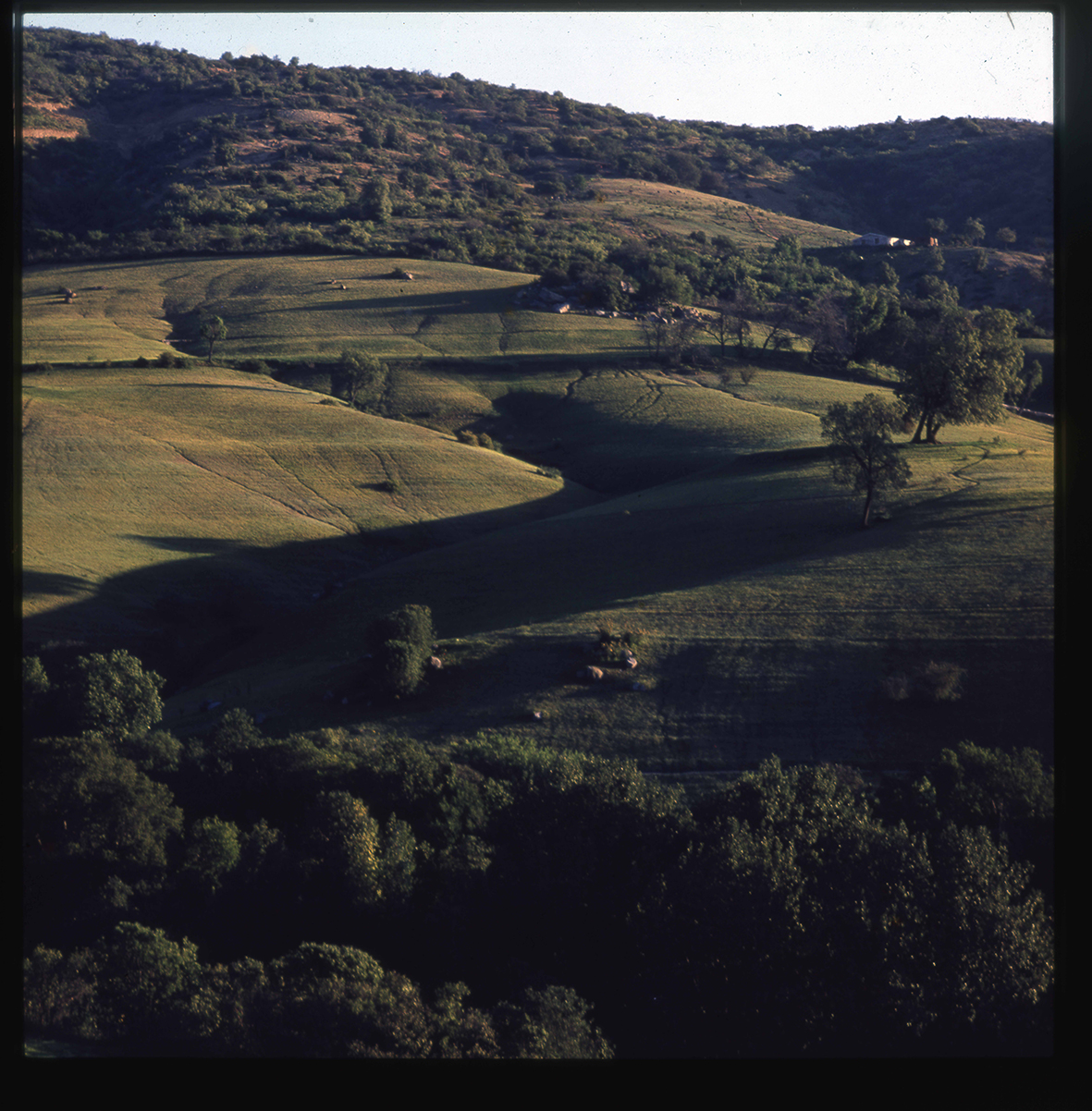 Colinas y faldas de cerro, Valle Venado, Región de Valparaíso, Chile, 1950 - 1965