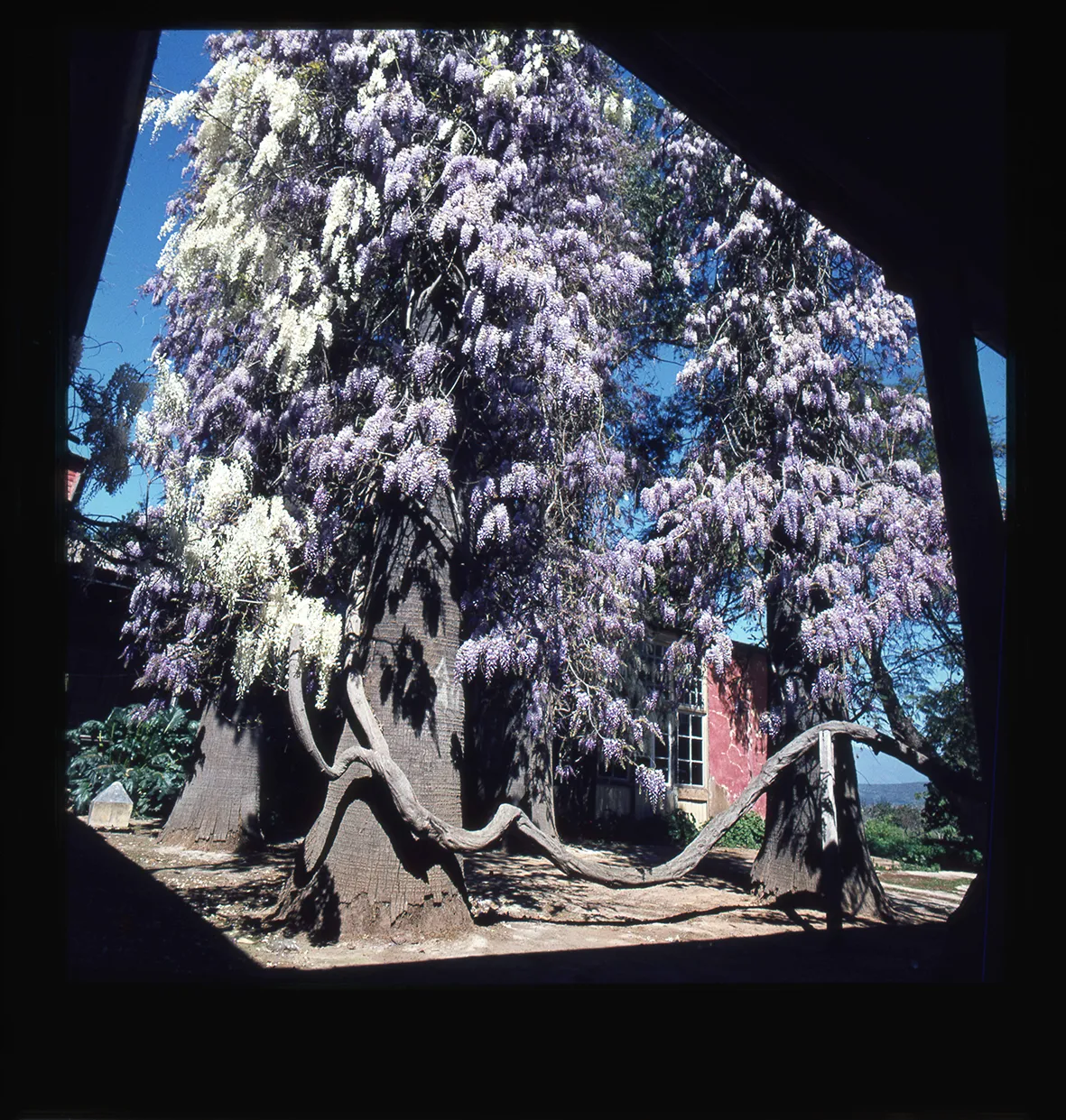 Flor de la pluma trepando palmas, Chile, 1950 - 1965