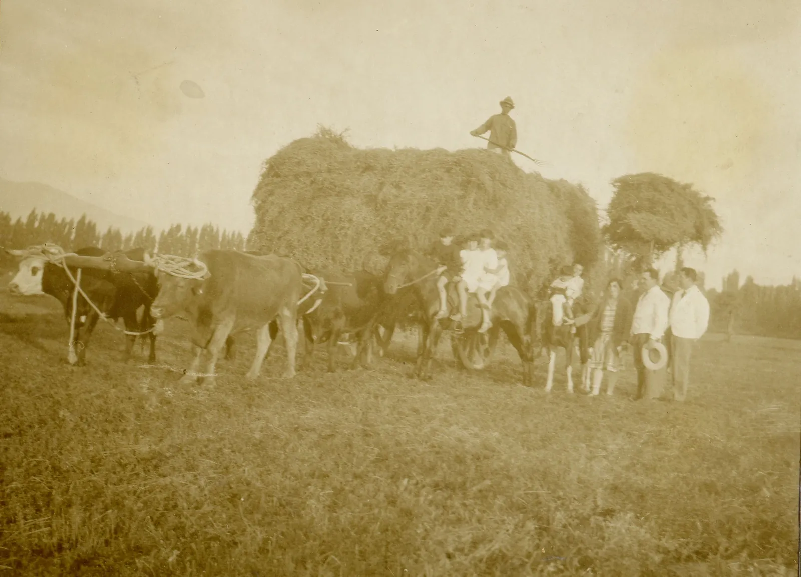 Transporte de heno, valle central, ca. 1920