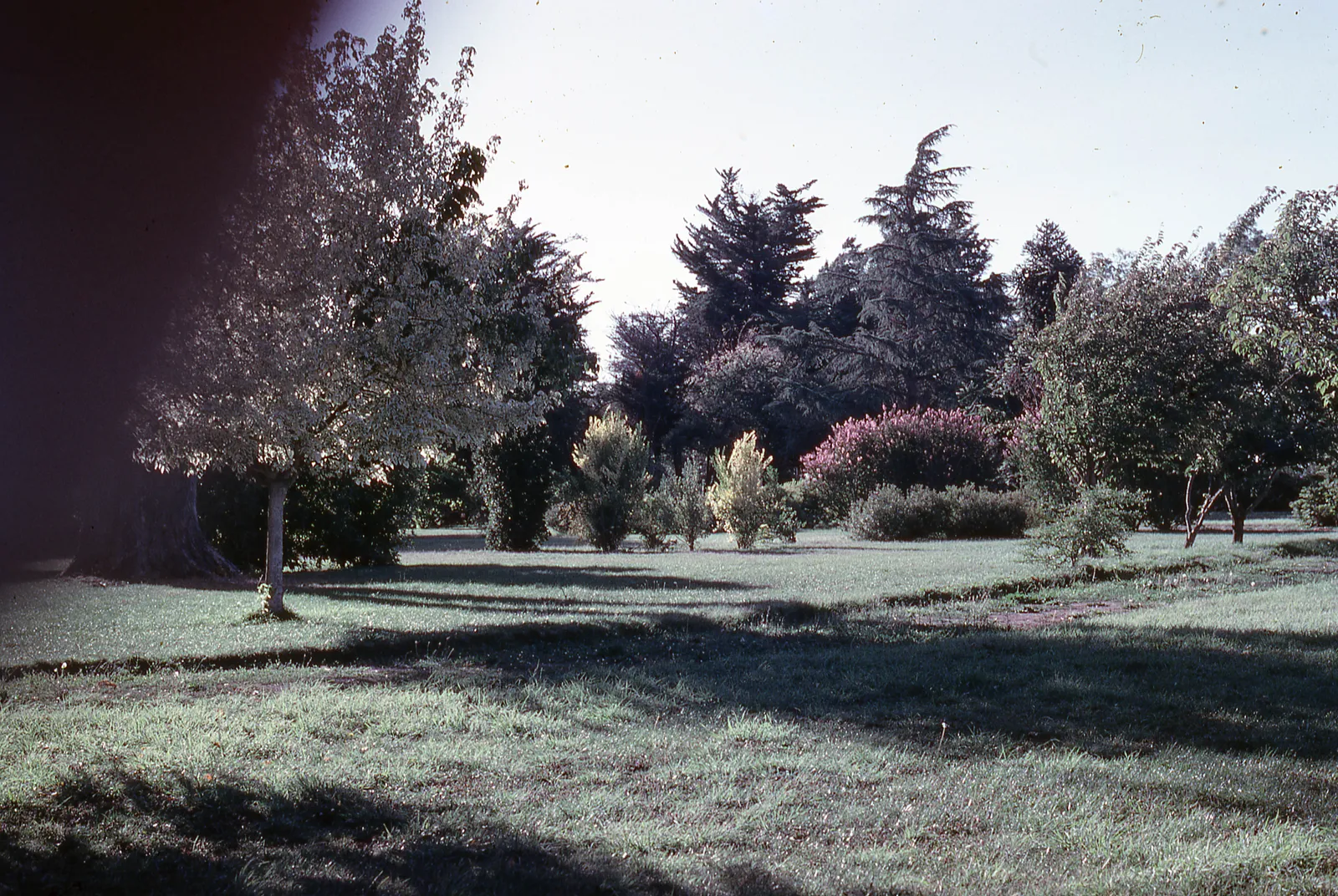 Vista de árboles y césped en San Marcos, 1976