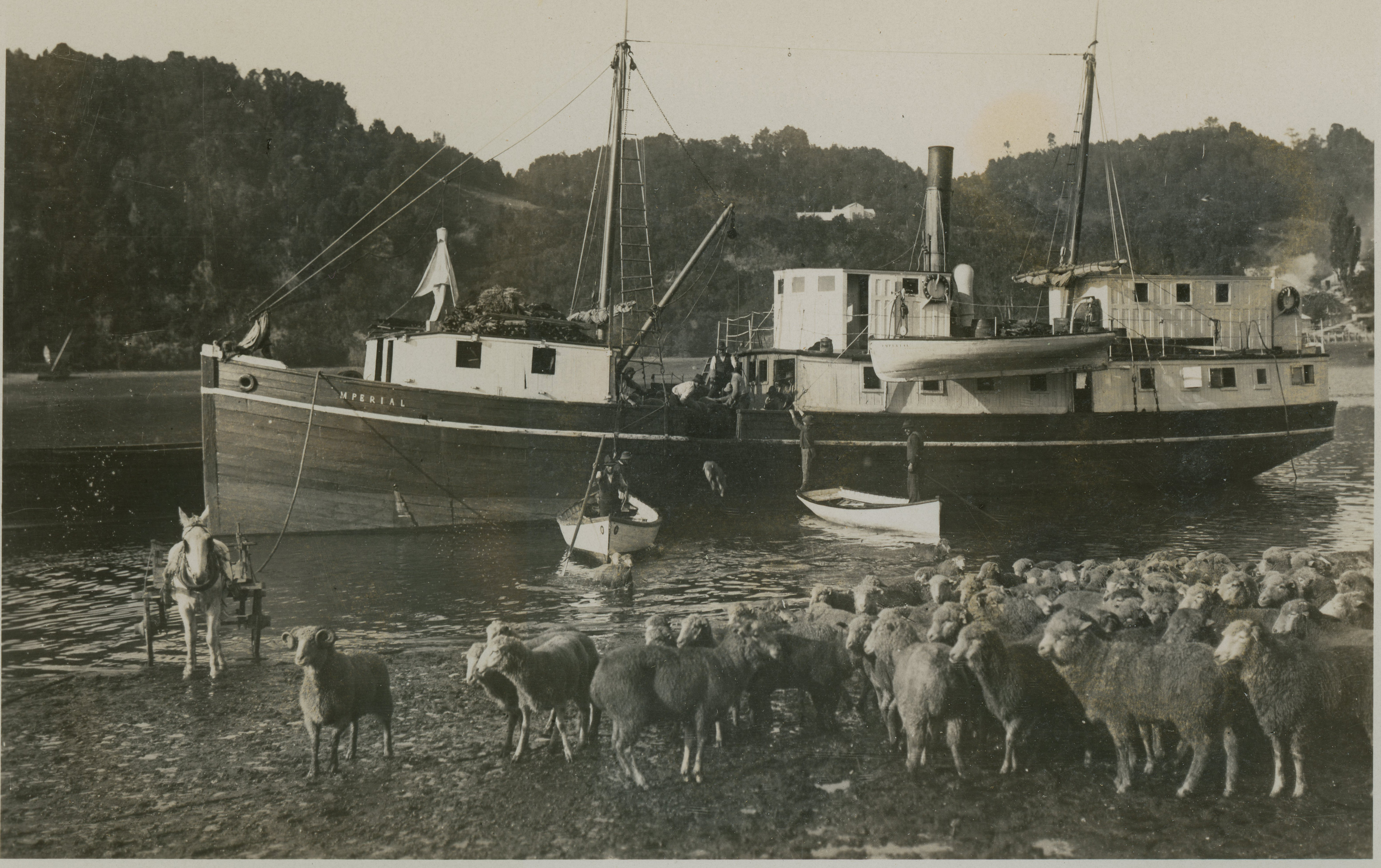 Descarga de ganado en Angelmó, ca. 1928