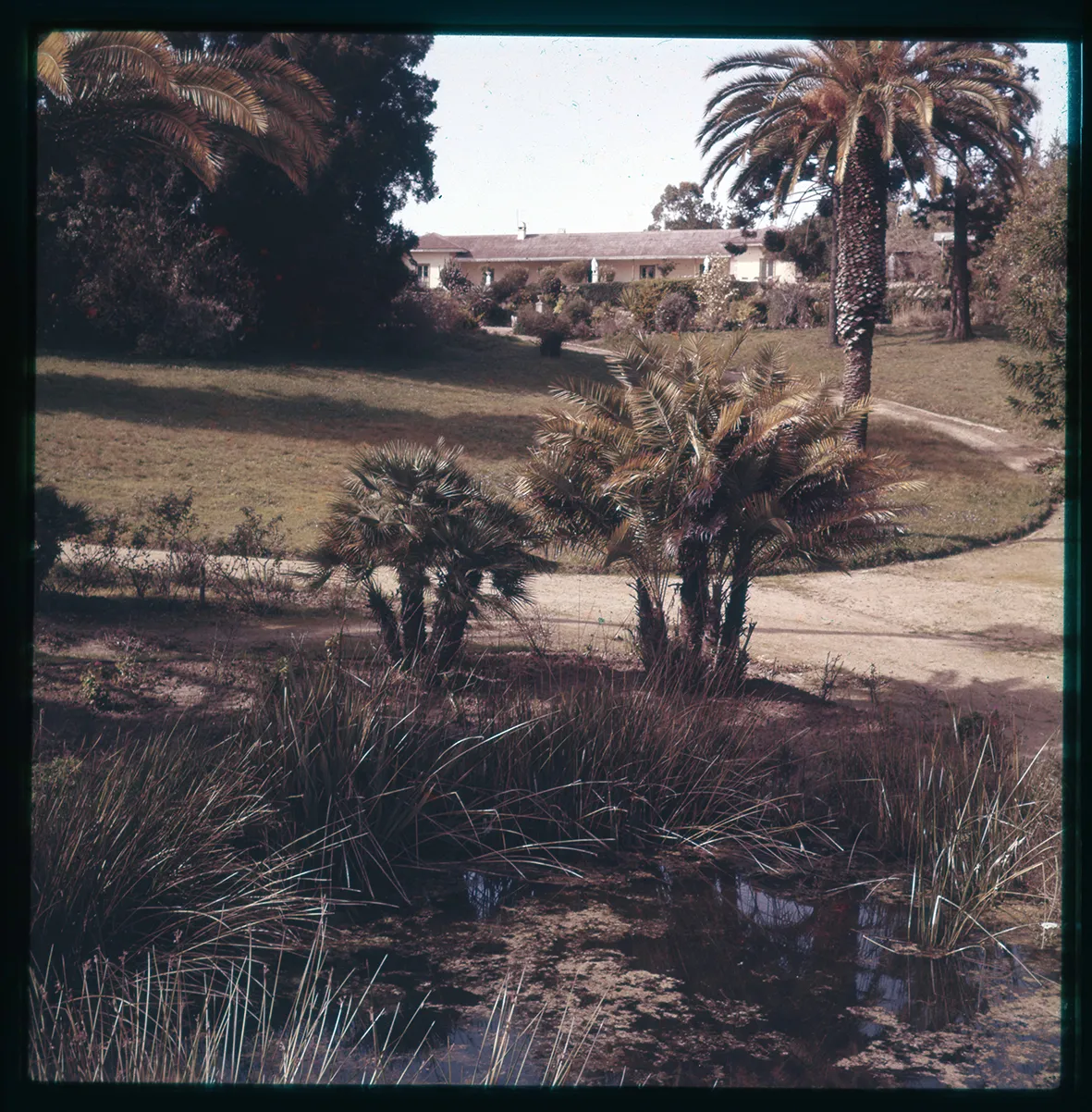 Fuente y jardines, Chile, 1950 - 1965
