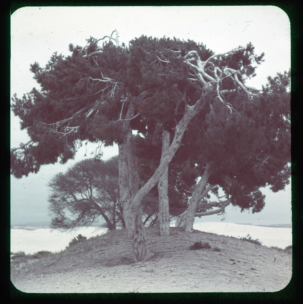 Conjunto de árboles, Región de Atacama, Chile, 1950 - 1965