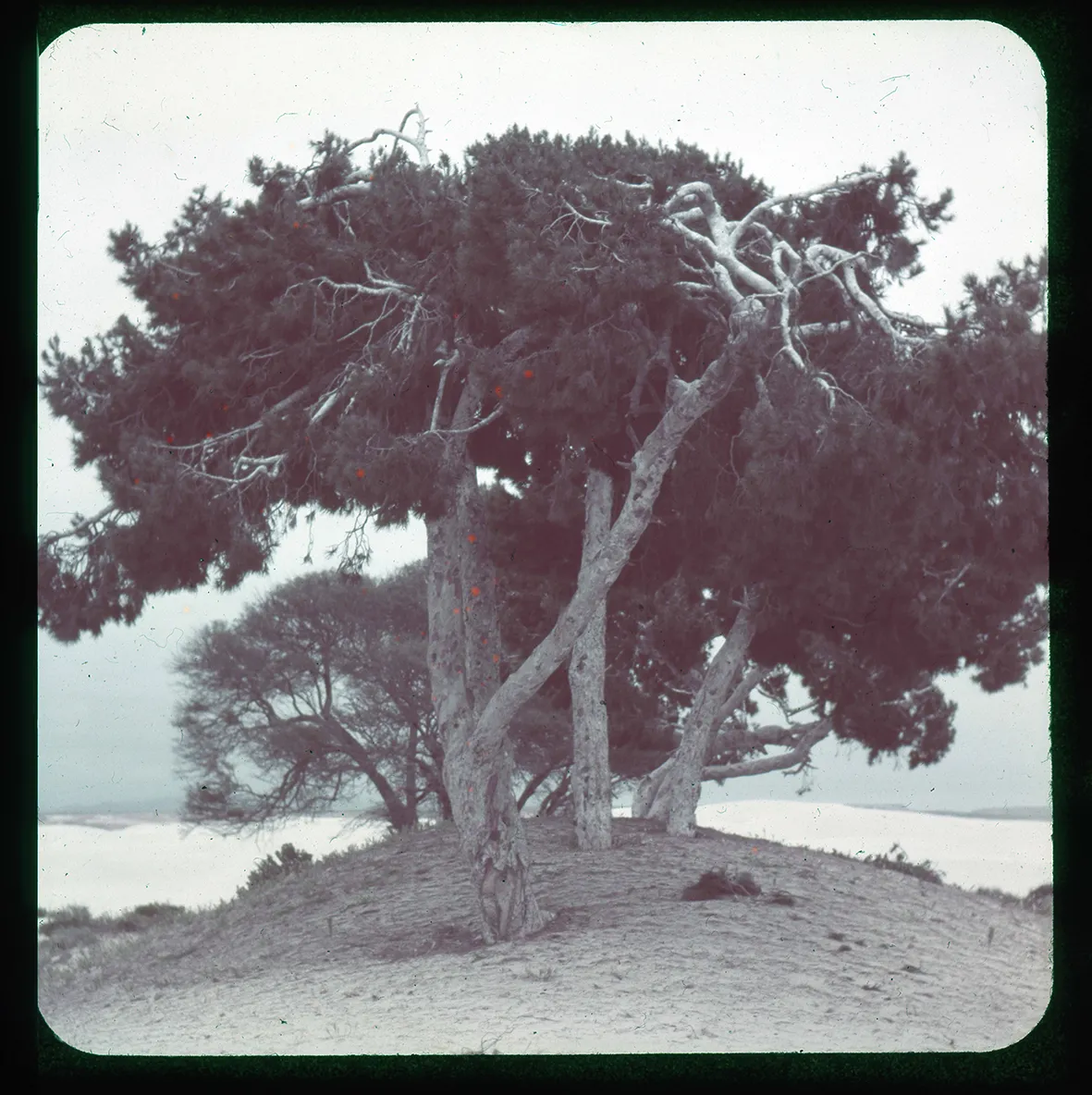Conjunto de árboles, Región de Atacama, Chile, 1950 - 1965