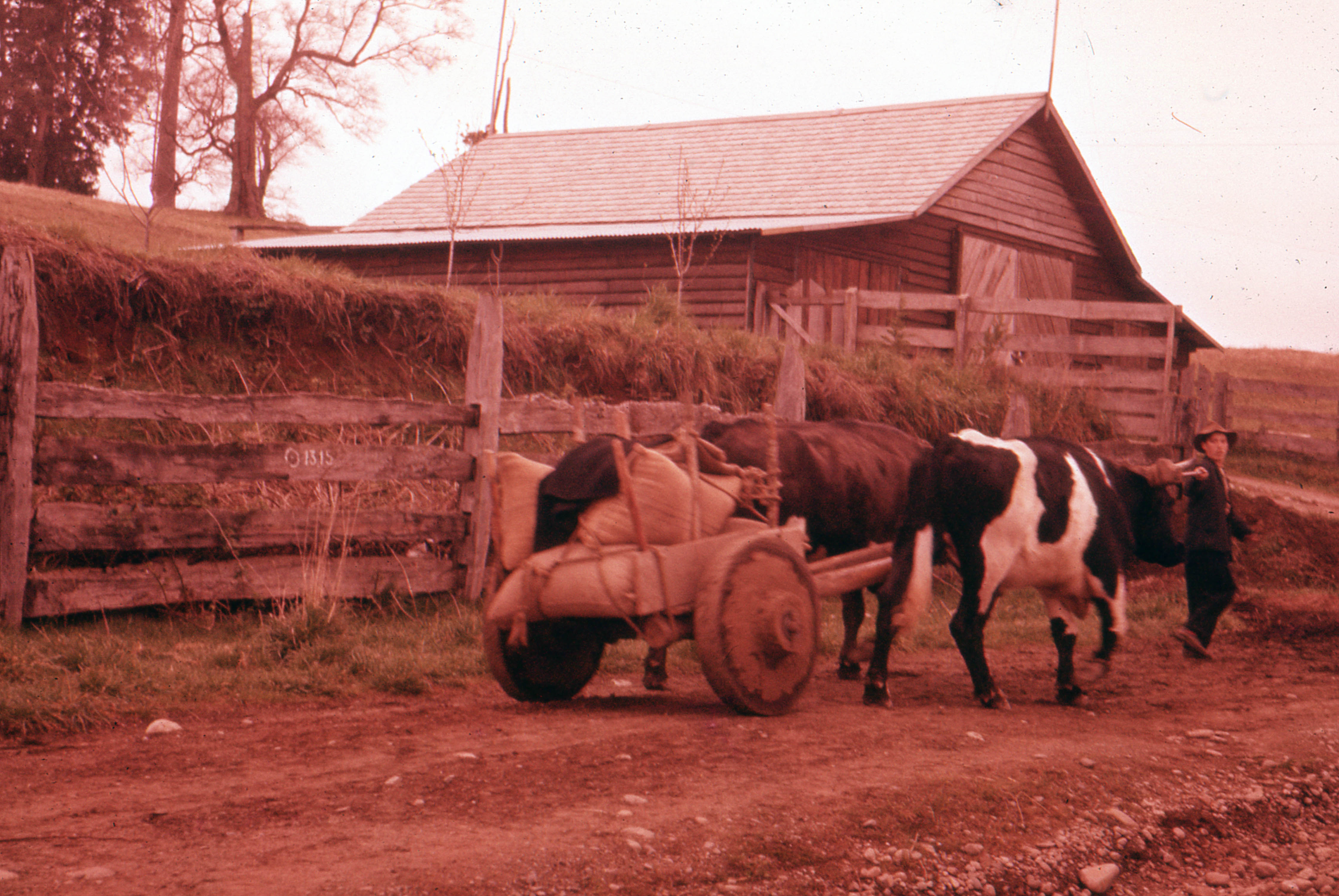 Yunta de bueyes circa. 1965