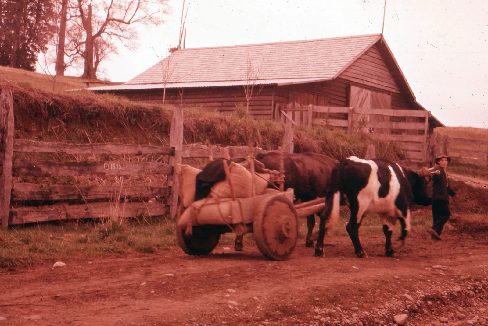 Yunta de bueyes circa. 1965