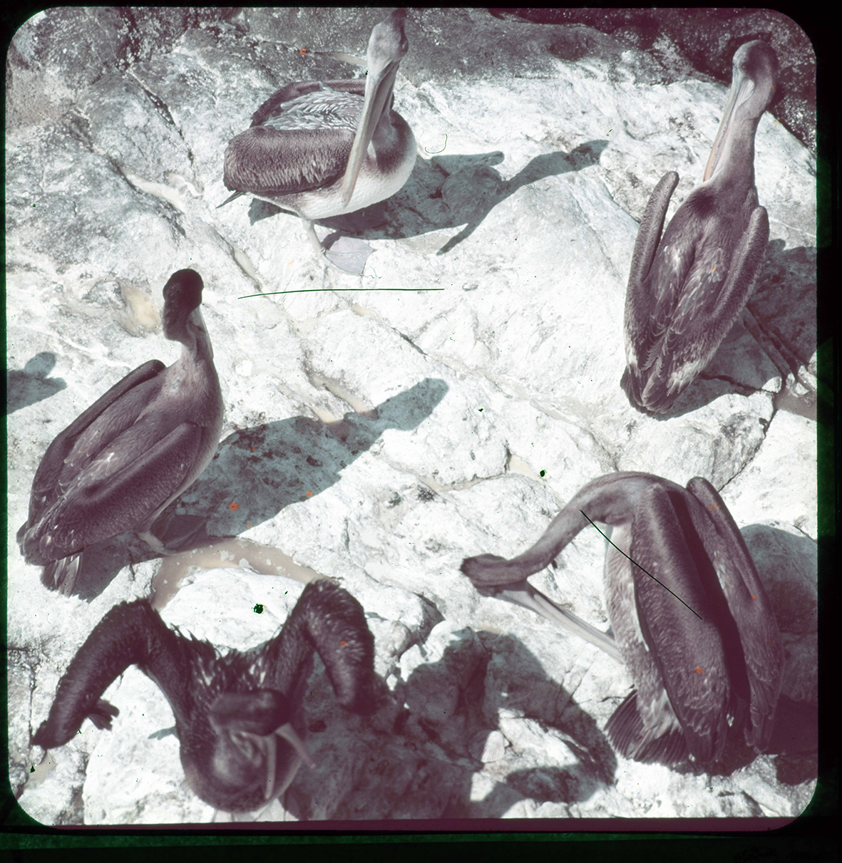 Pelícanos reunidos, Norte Chico de Chile, Chile, 1950 - 1965