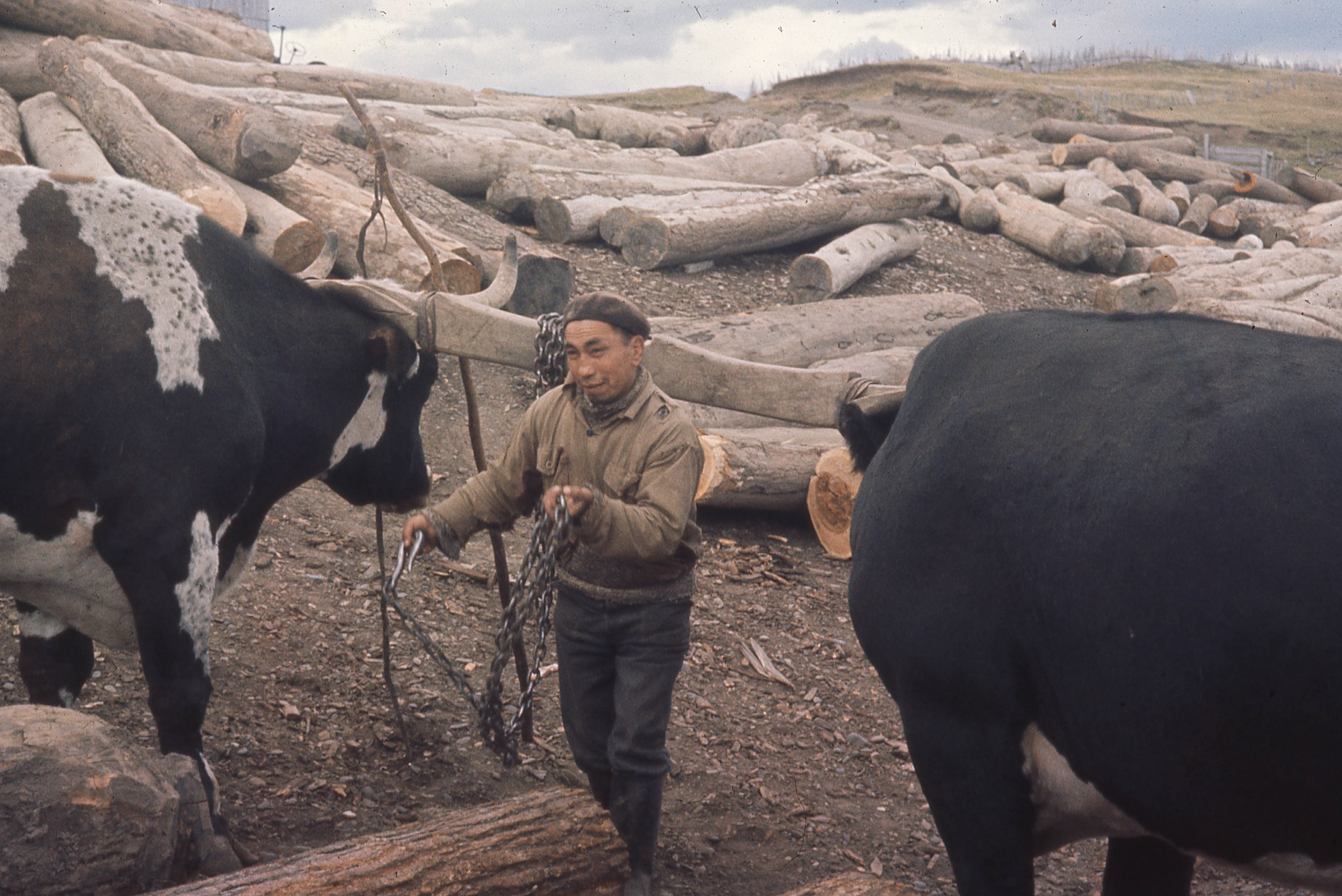 Bueyes en el aserradero ca.1965