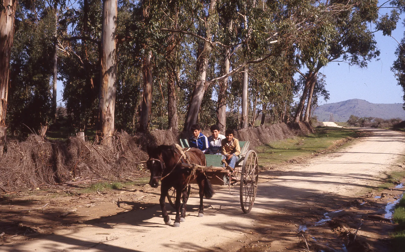 Carreta en Marchigue, 1983