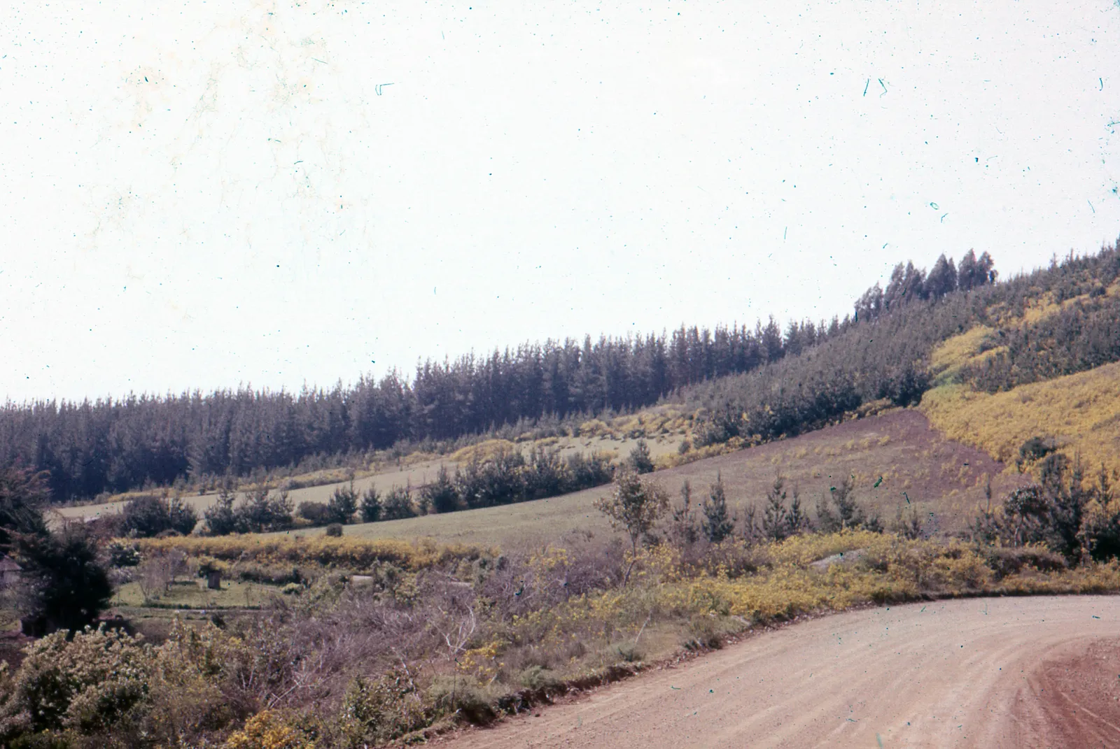 Camino Rural entre Pinos, ca. 1965.